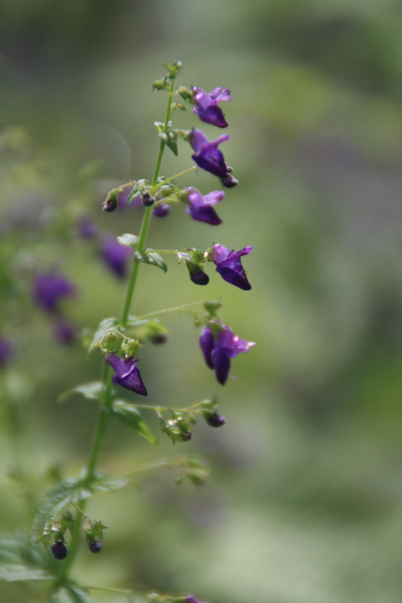 ヒキオコシ・ムラサキ（引起・紫）７，５ｃｍ〜９ｃｍポット【山野草】の画像01
