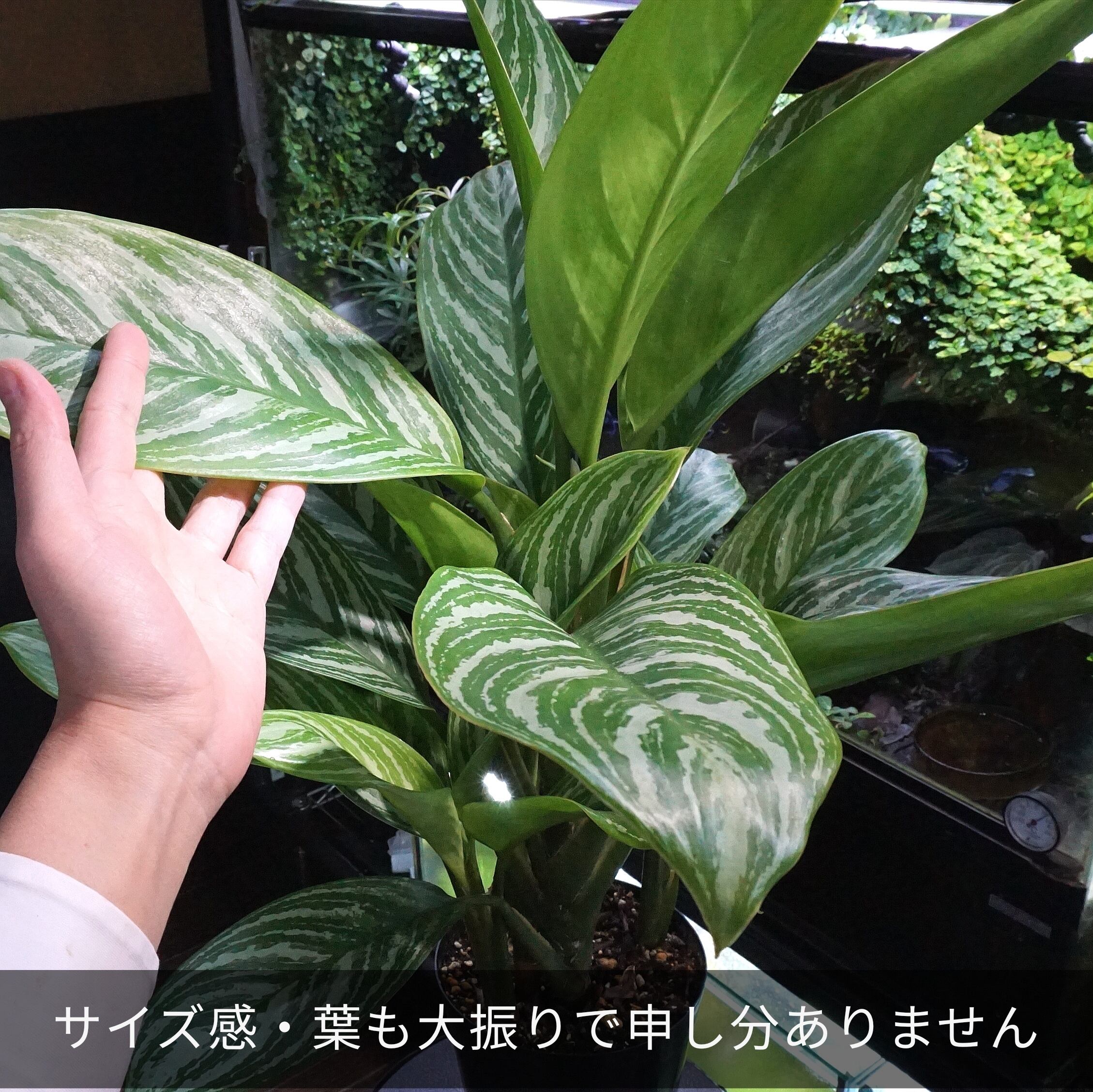 Aglaonema アグラオネマ ニティドゥム\r\n \