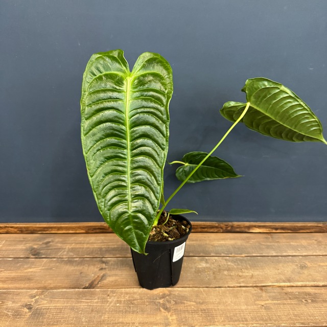 アンスリウム　ベイチー【550】