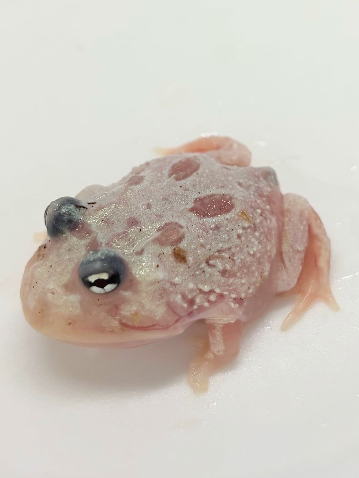 クランウェルツノガエル ブルーメタル 1匹 | まるころ商店〜まるくて