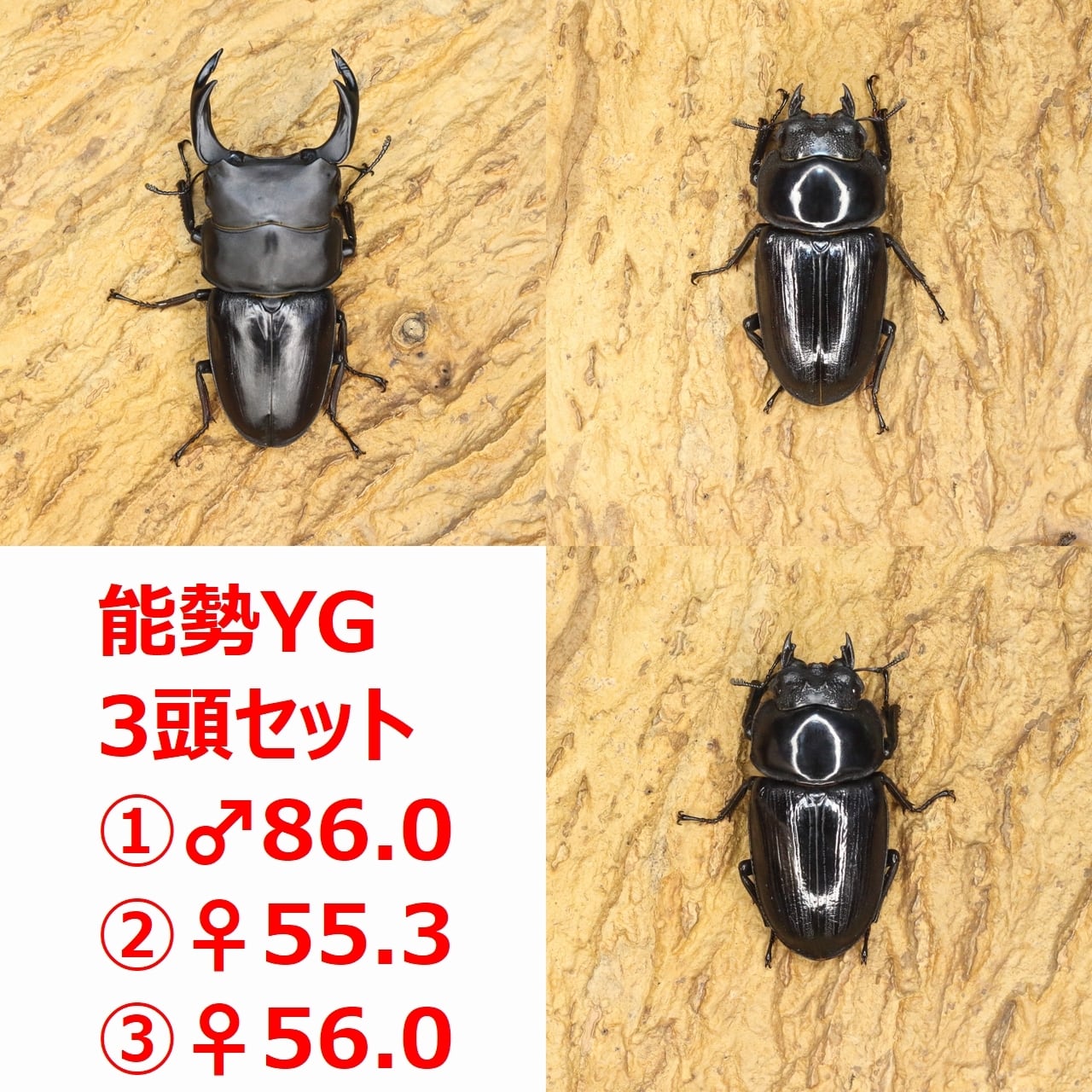 ♀成体】オオコノハムシ Phyllium giganteum 全長11cm程 | PAY ID