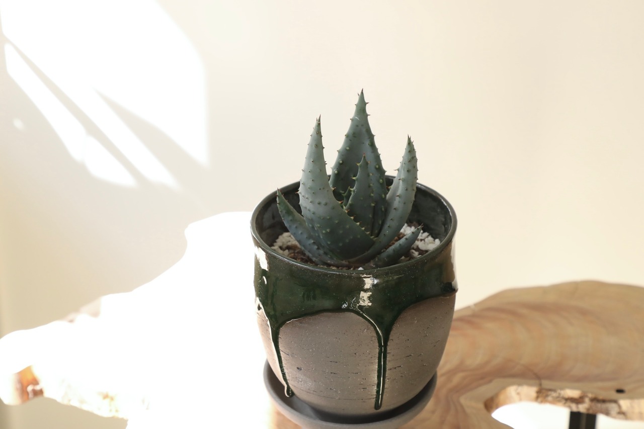 アロエ ペグレラエ/Aloe peglerae　※陶芸作家鉢付き