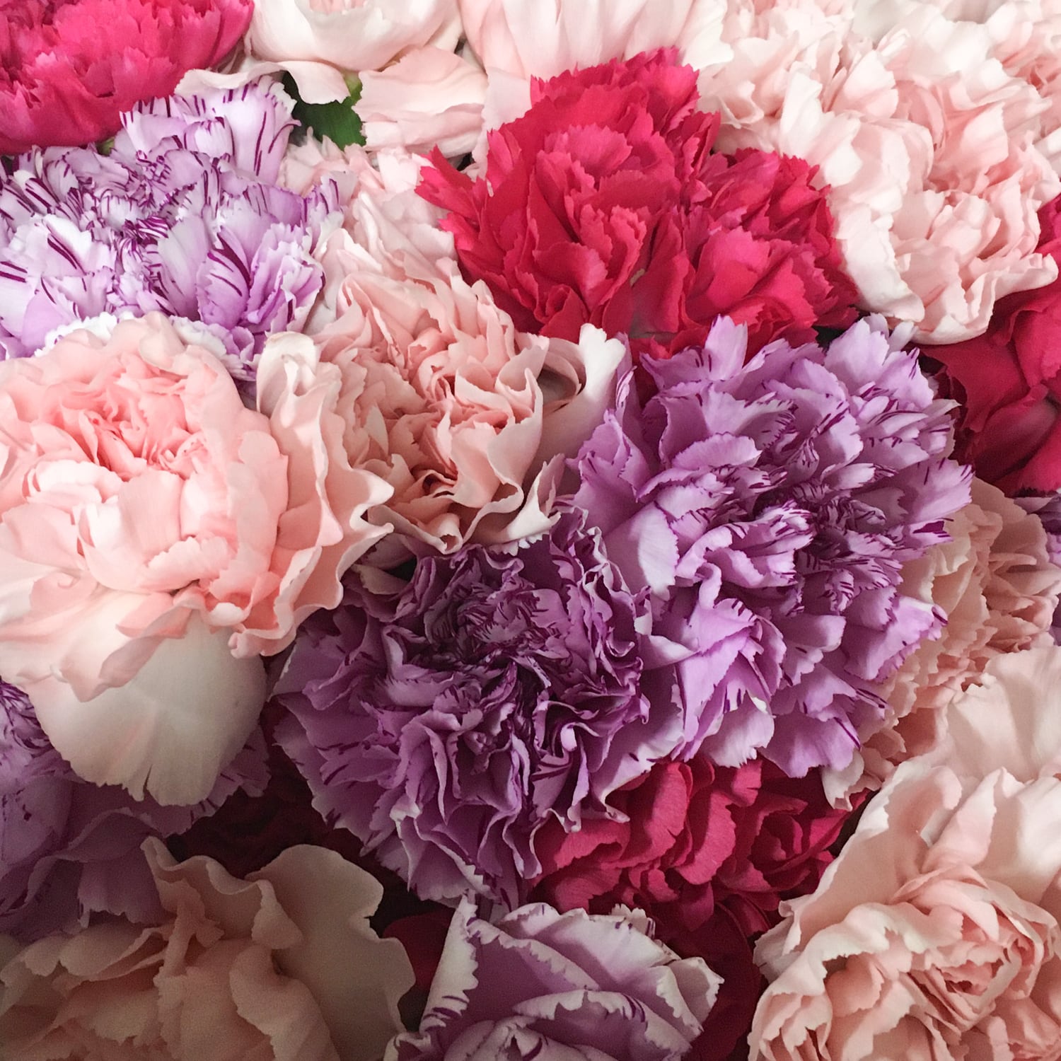 カーネーション 25本【可憐で華やか＆ボリューム感】☆フラワーロス