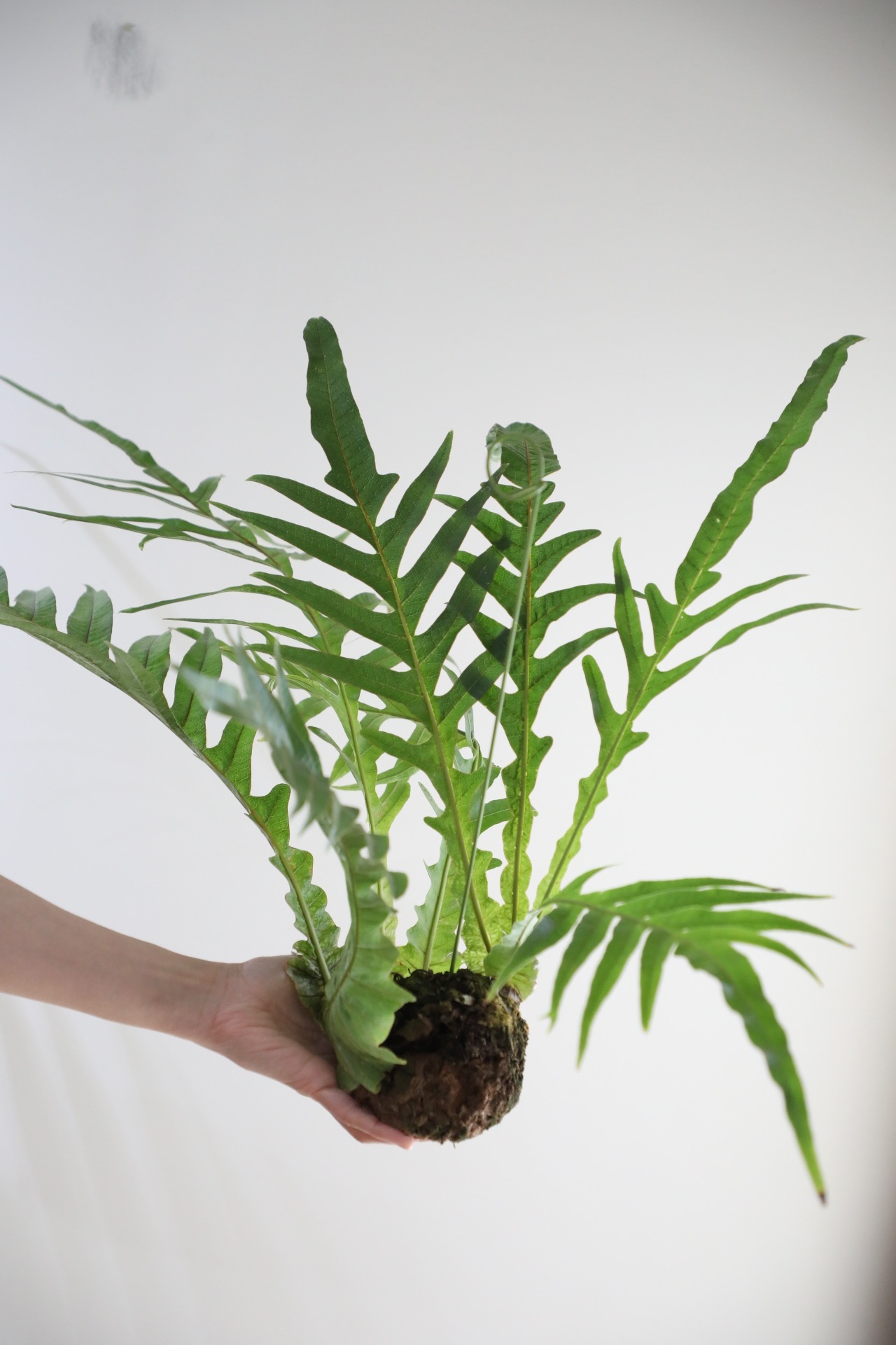 【M】アグラオモルファ コロナンス 苔玉　※ハンギング付き