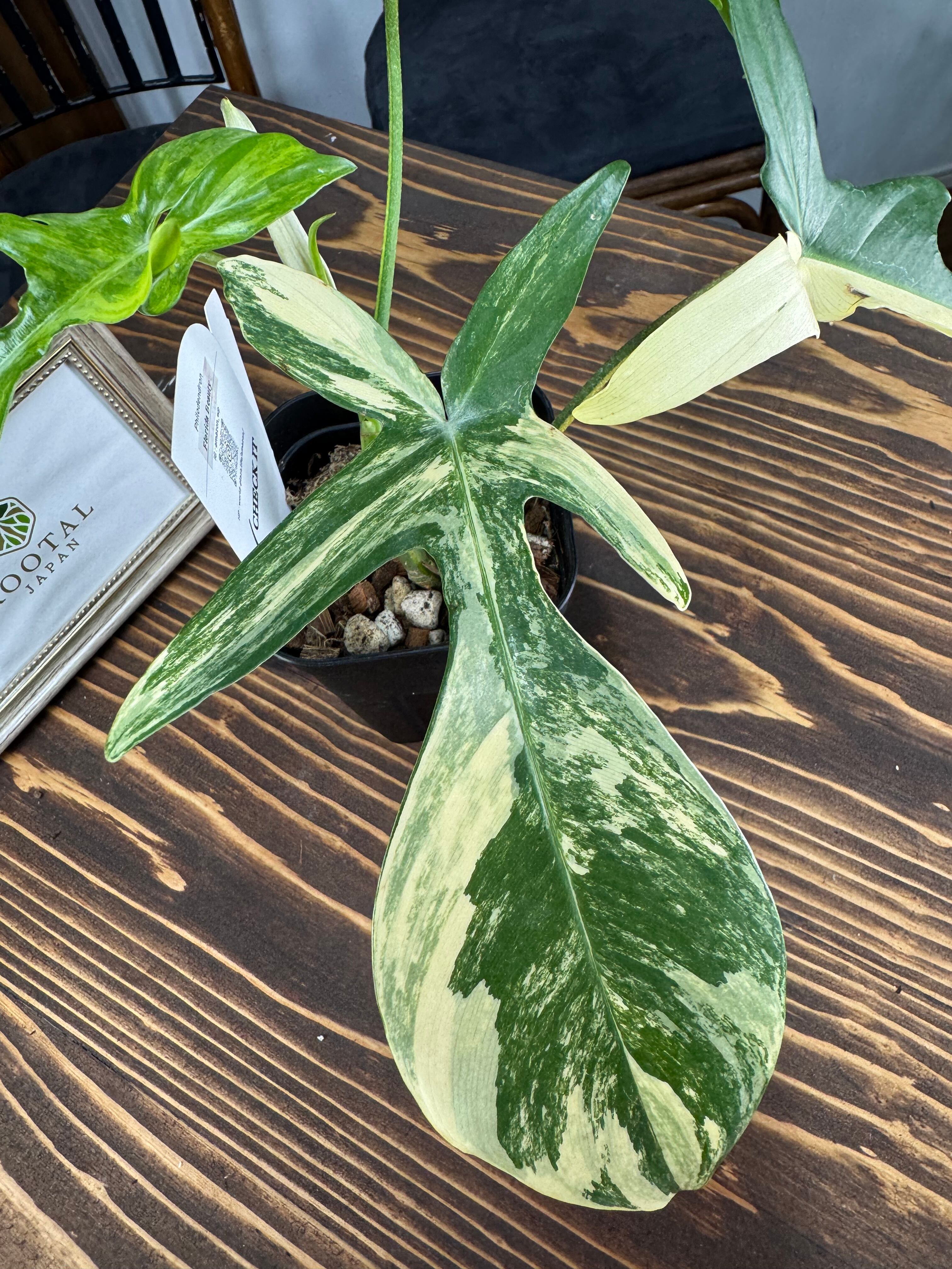 ☆806【かっこいいぞ】フィロデンドロン フロリダビューティー