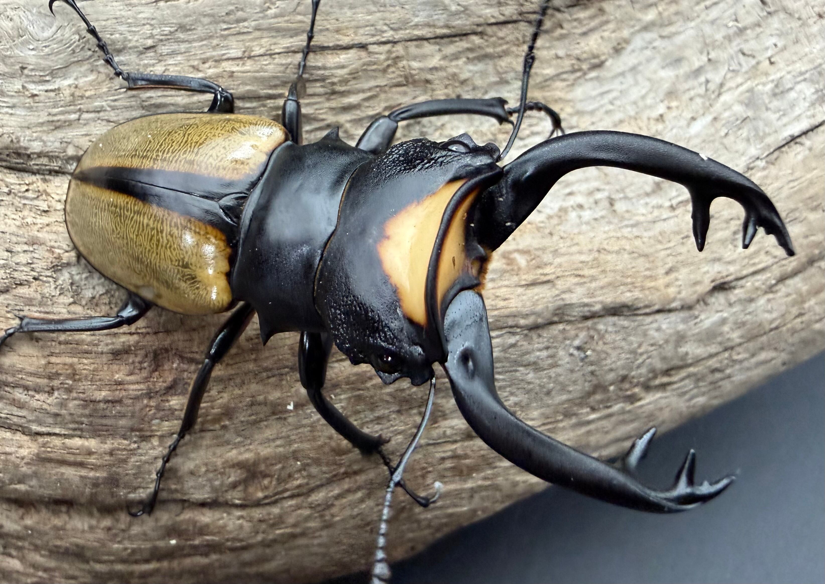121mm】タイタンオオウスバカミキリ カブトムシクワガタハナムグリ