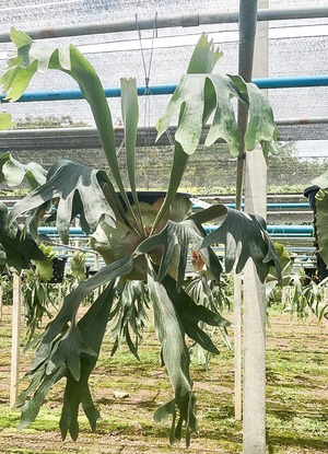 P.Hillii Spore #5  〈Yot #5〉【artPLANTs】ビカクシダ/Platycerium