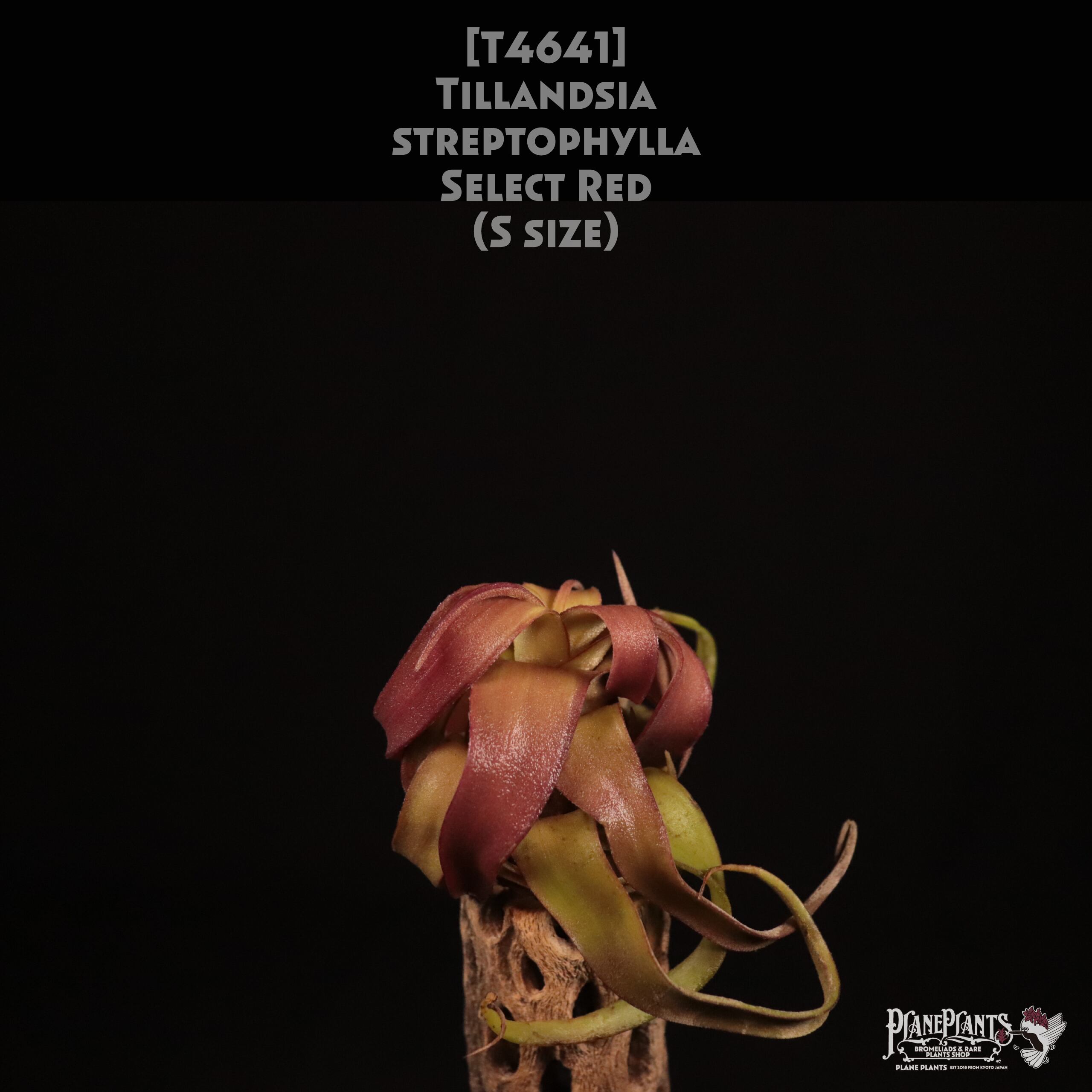 【送料無料】streptophylla select Red S〔エアプランツ〕現品発送T4641