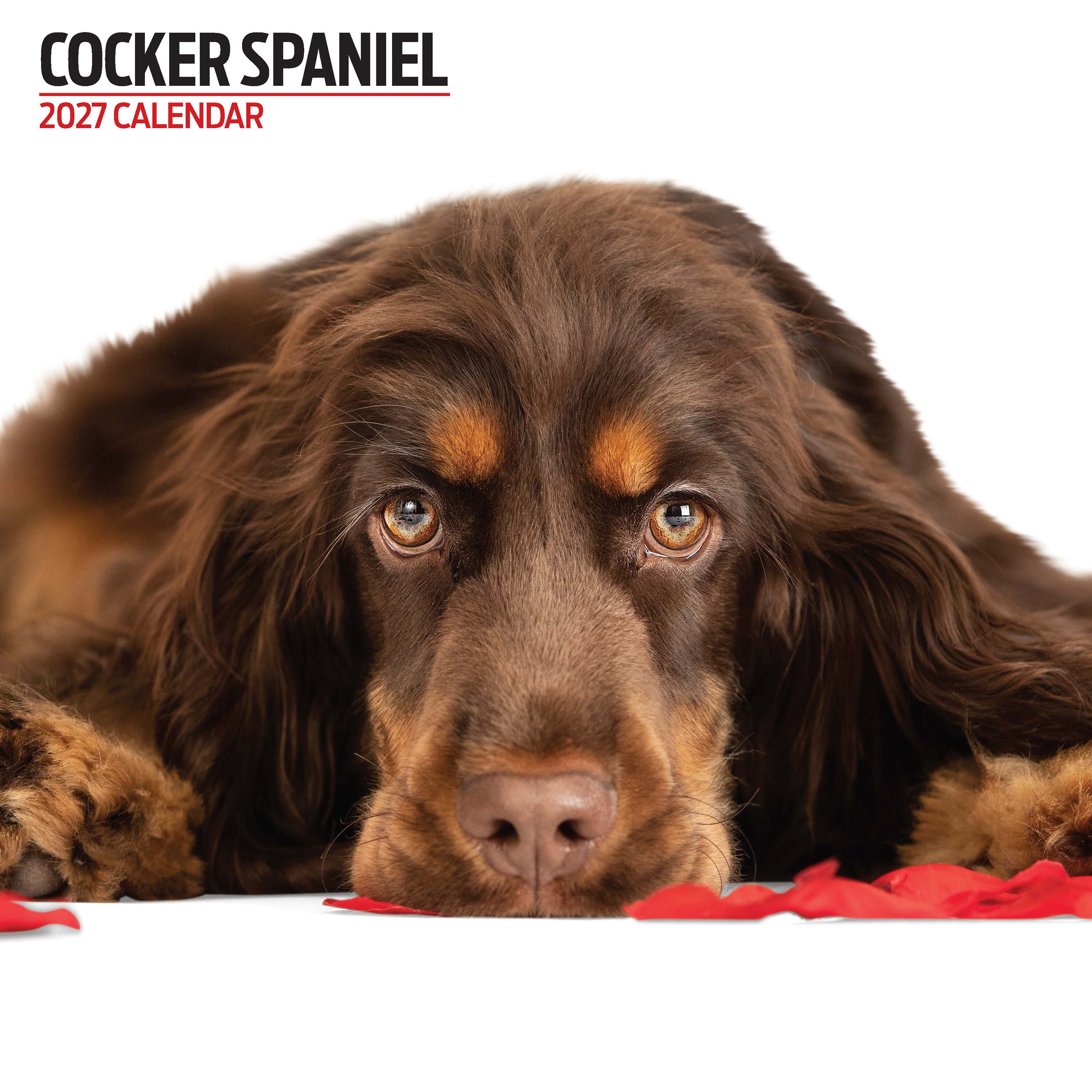 【2027年版】英国製犬種カレンダー【コッカースパニエル】 Modern 2027年版