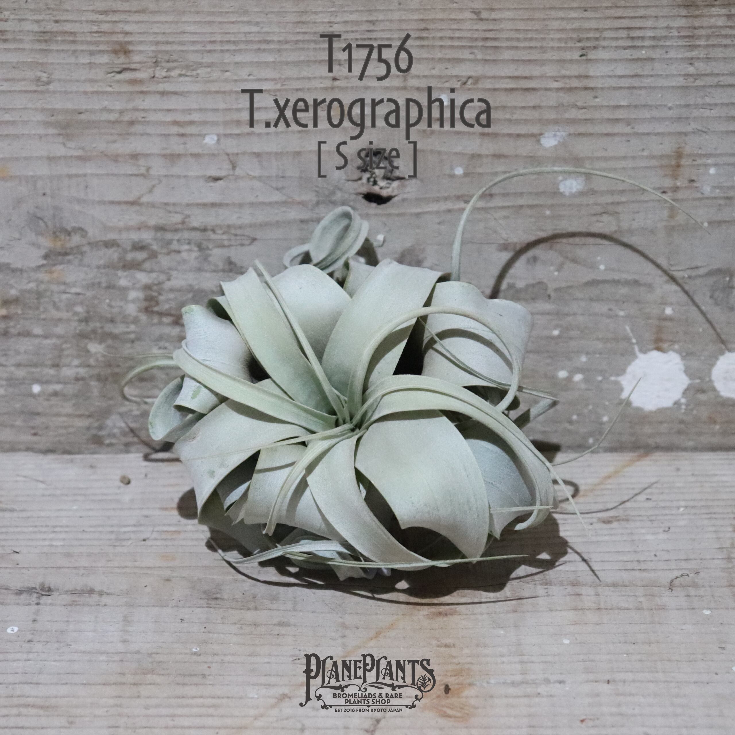 【送料無料】キセログラフィカ S〔エアプランツ〕現品発送T1756