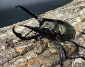 【WD】《ミンダナオアトラスオオカブト 97mm ペア》