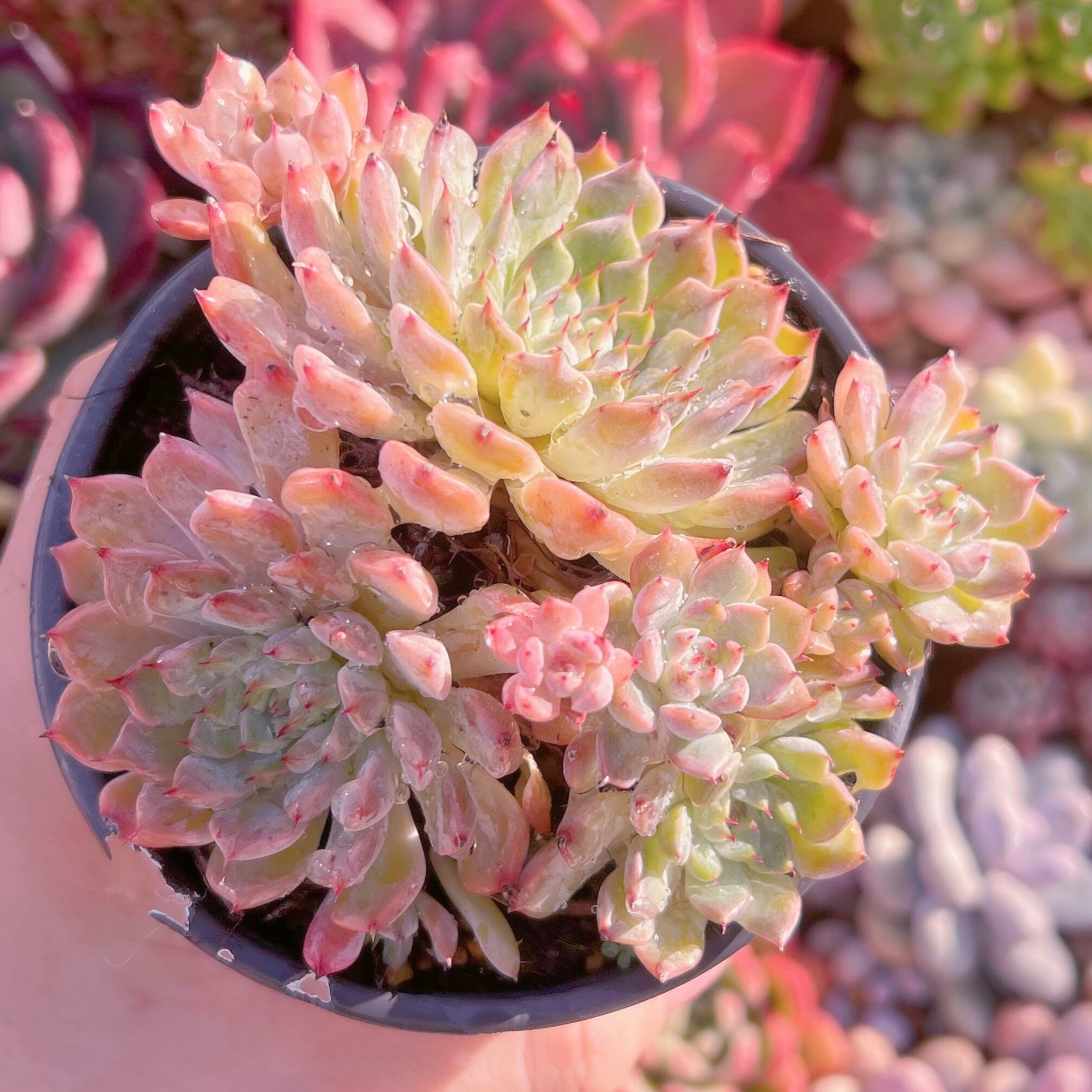 現品　芍薬#737   古株   るる農園