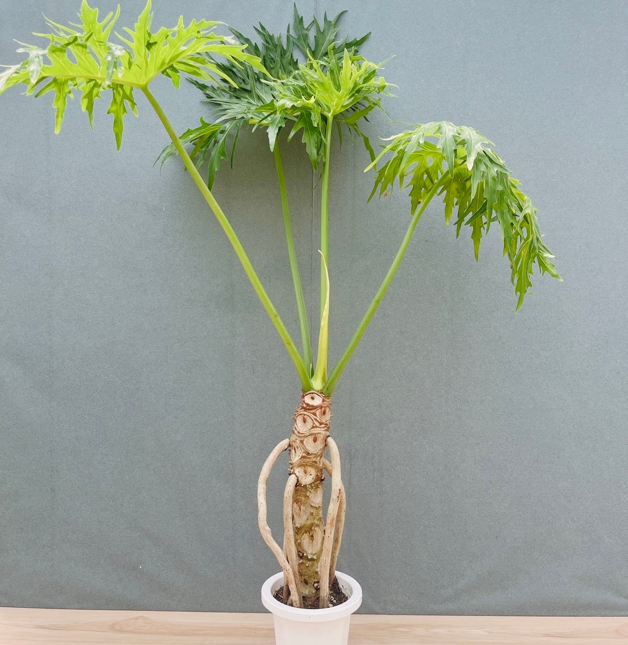 現品］14番 シェフレラ グランディ 曲がり 8号 観葉植物 斑入り 室内
