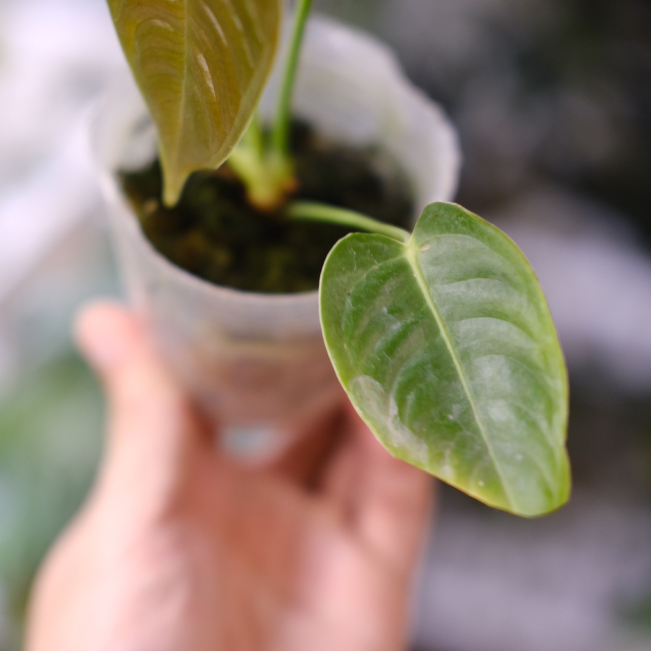 アンスリウム・ベイチー / Anthurium Veitchii / 観葉植物⑫