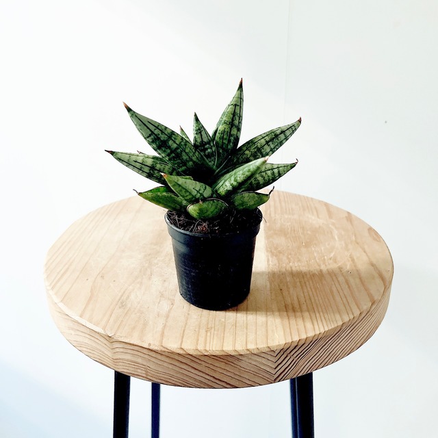 新品種 サンスベリア ヤヤ 希少植物 calm cafe