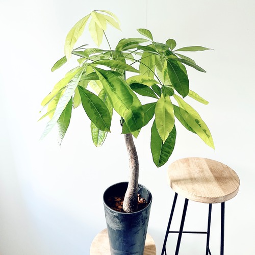 《希少》パキラ ムーンライト アートストーンポット 観葉植物 calm cafe