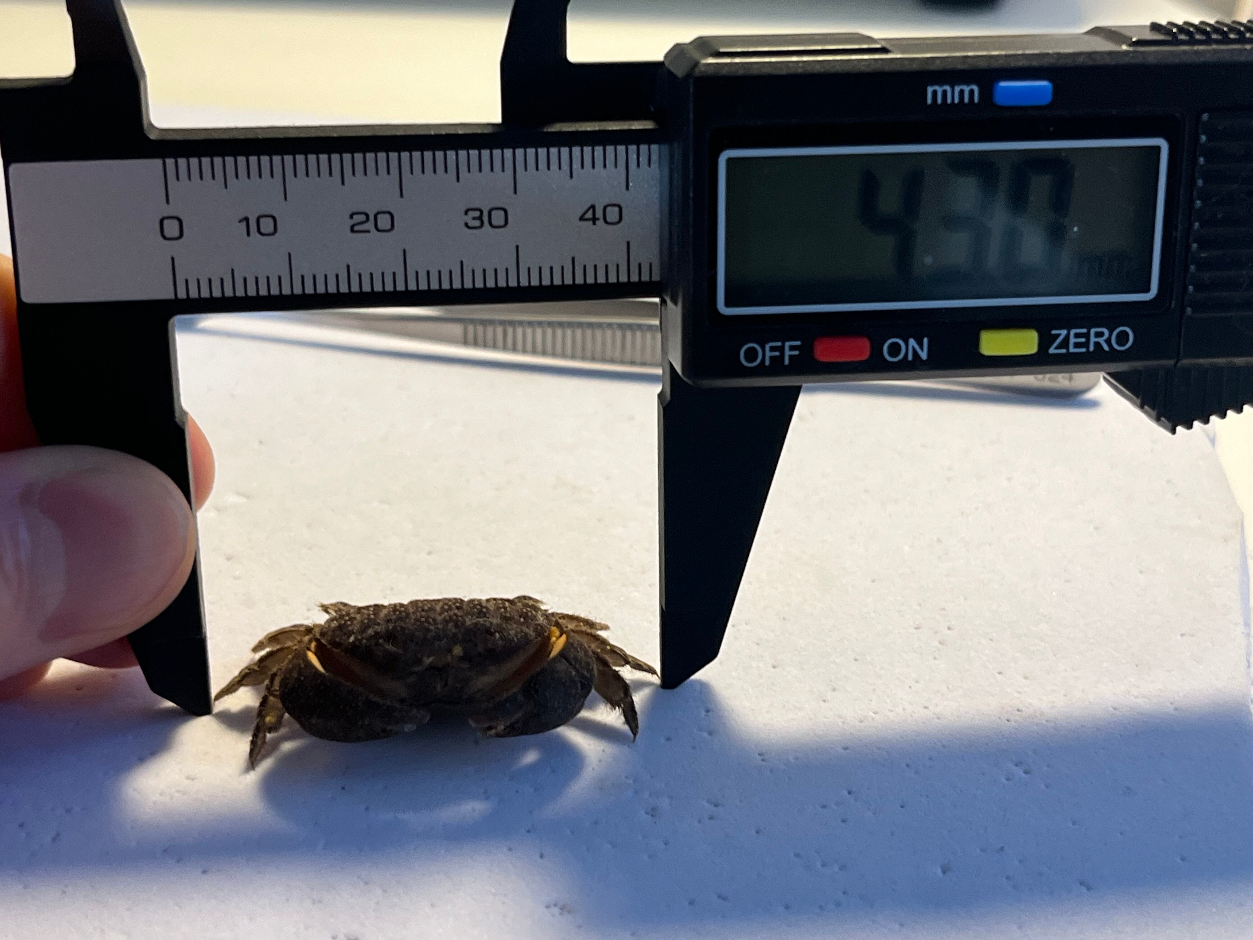 有毒蟹標本】ツブトゲオウギガニ 標本蟹甲殻類エビ蝦蛄タランチュラ