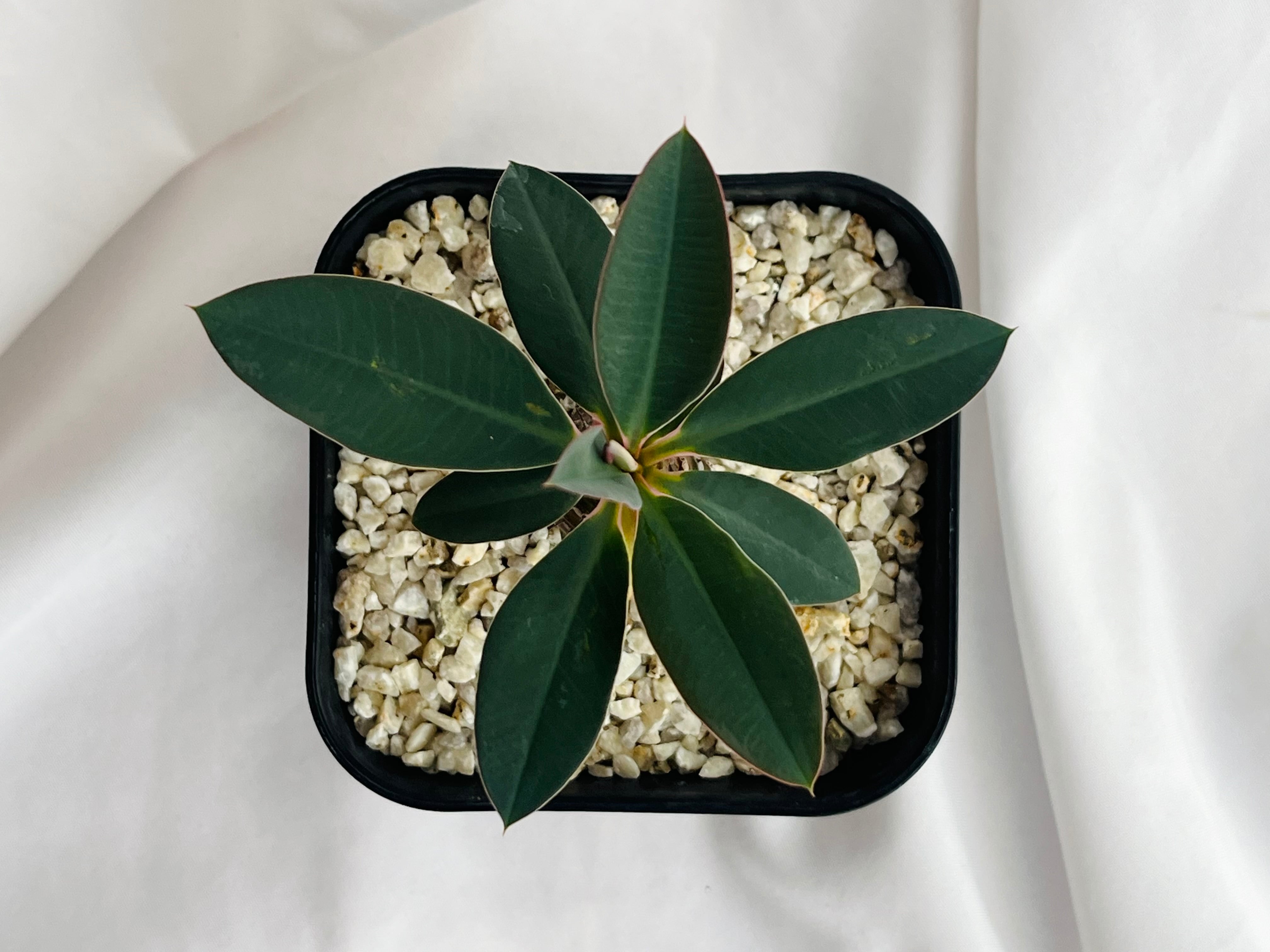 Euphorbia pachypodioides ユーフォルビア パキポディオイデス