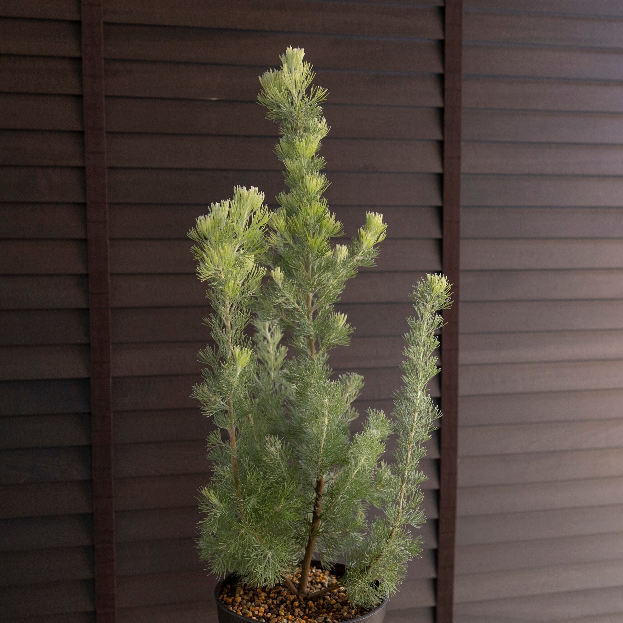 幹太め アデナンサス ウーリーブッシュ 6号鉢 オージープランツ