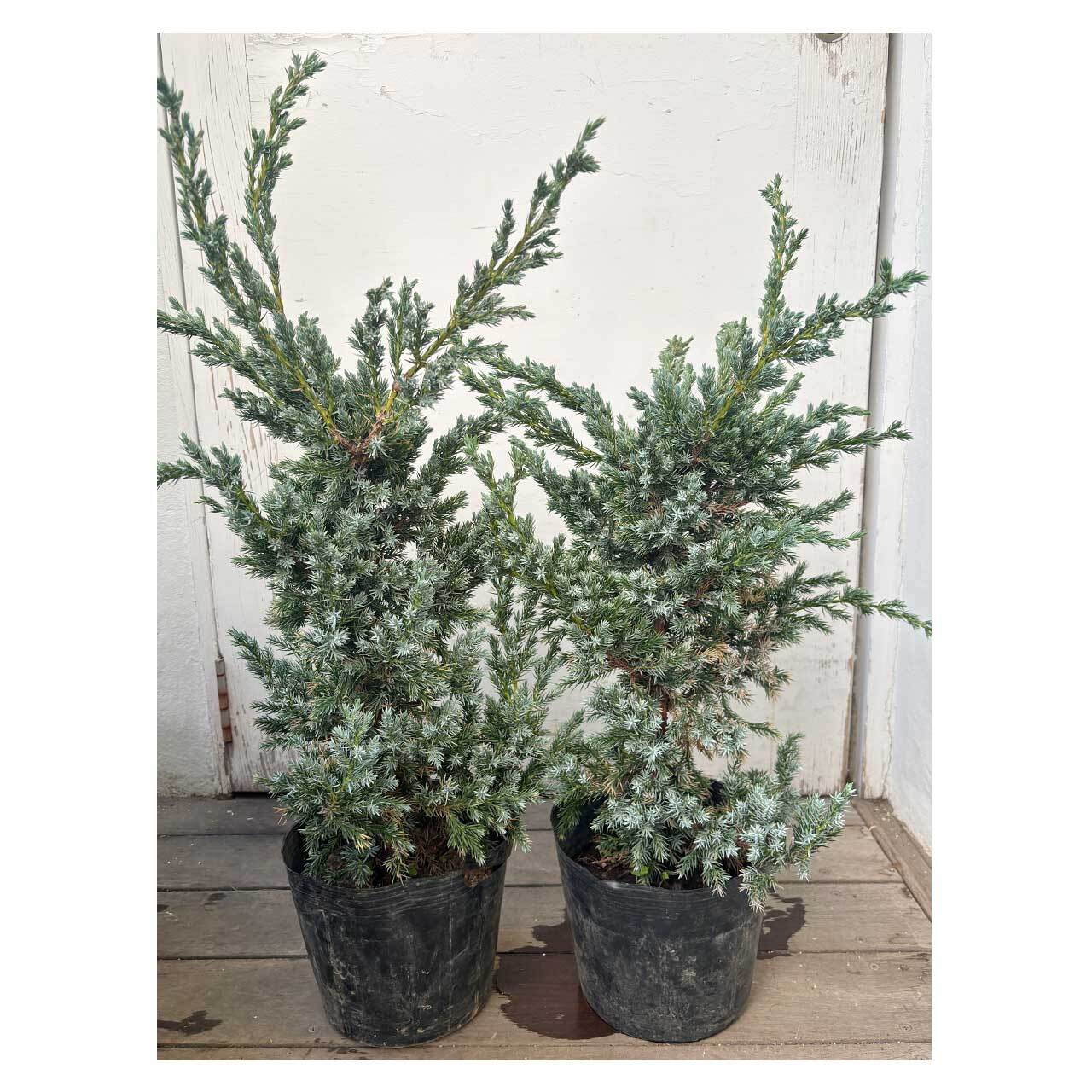 Juniperus squamata 'Meyeri' | Seeding