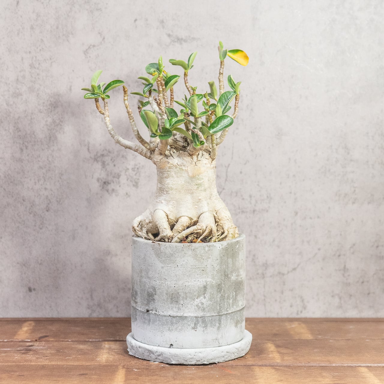 アデニウム たこ足のユニークなフォルム 個性あふれる塊根植物を楽しむモルタル鉢