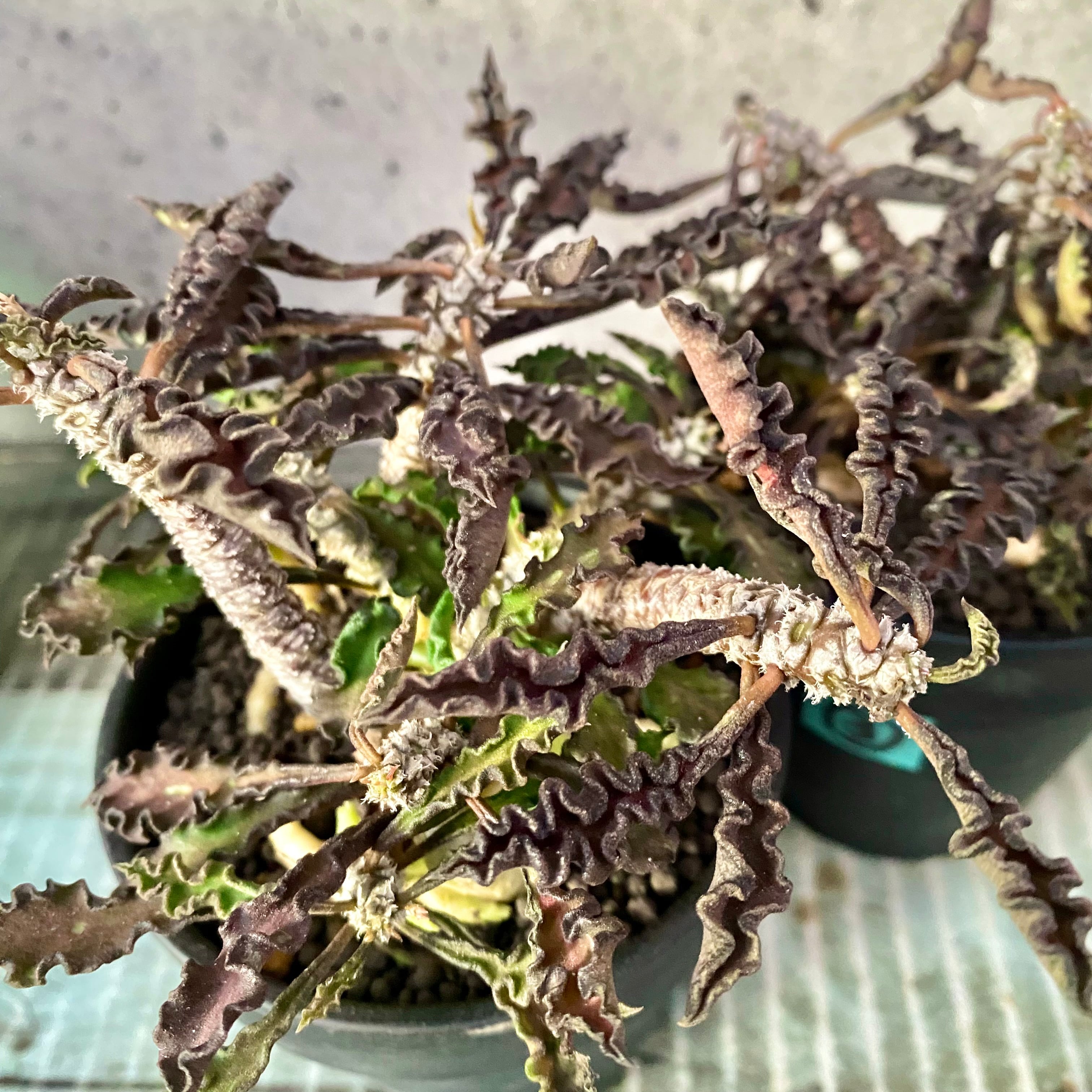 中サイズです。フペルジア『Triangle Satool』3番 | Planet Plants