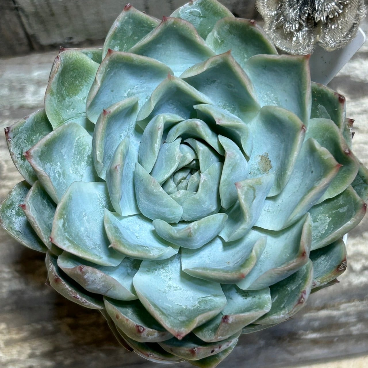 Lone Star | RuPo 多肉植物専門店