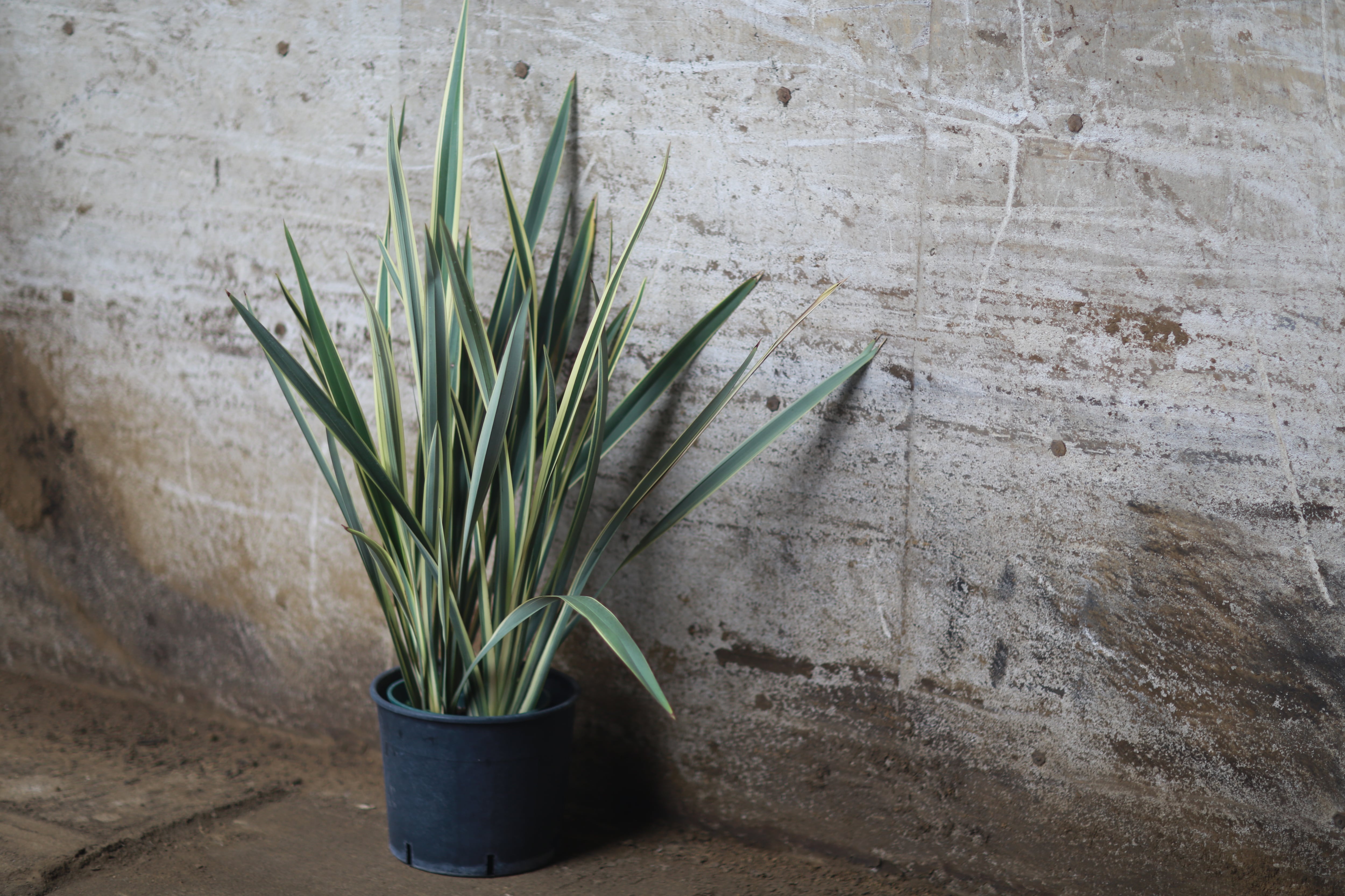 バンクシア インテグリフォリアドワーフ | PLANTS SHOP SOUTHRAIN