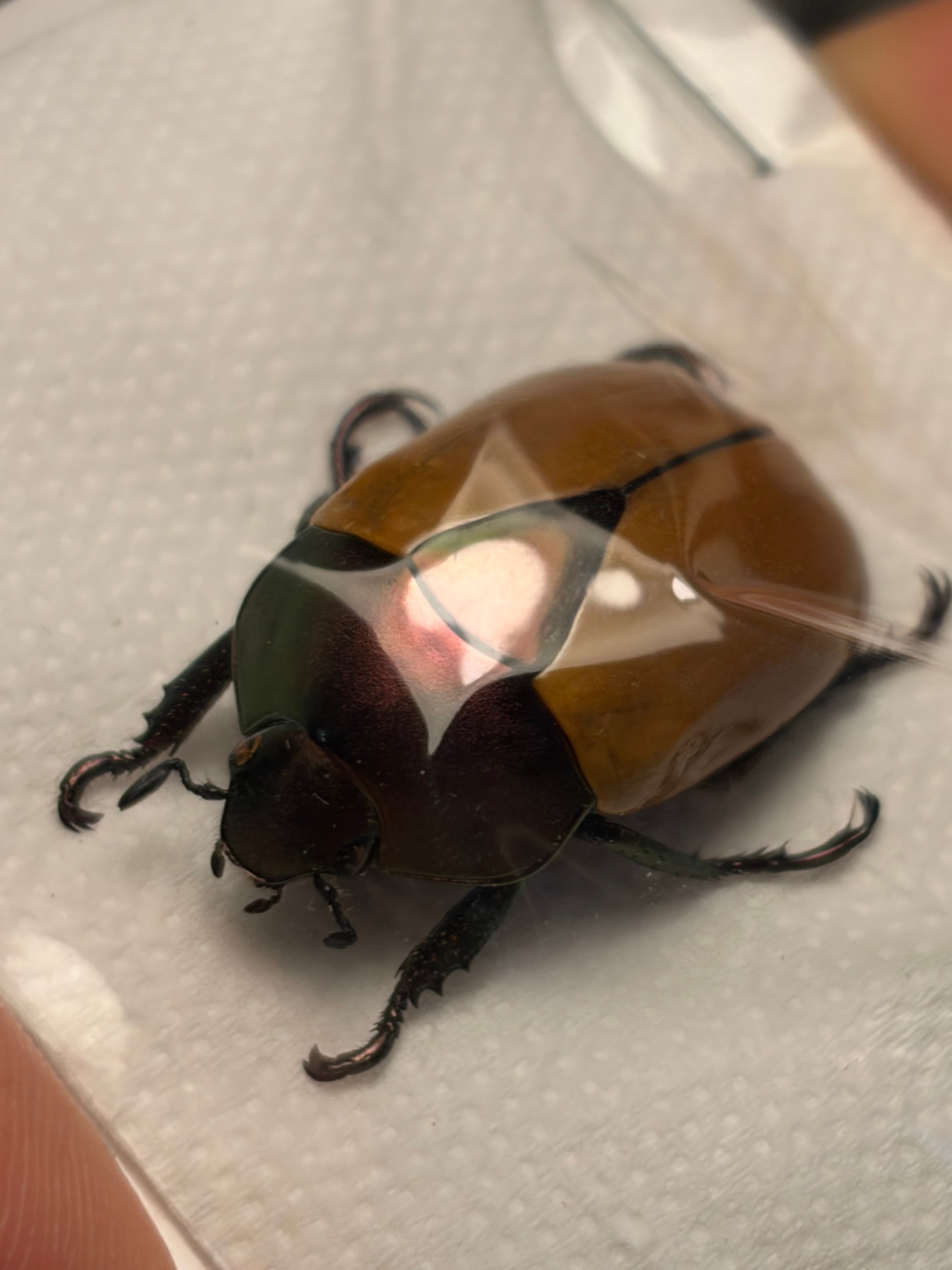 【23mm】クラバータカメノコブイブイ 昆虫標本 BRUTUS珍奇昆虫掲載種 23mm】クラバータカメノコブイブイ 昆虫標本 コガネムシ標本 BRUTUS