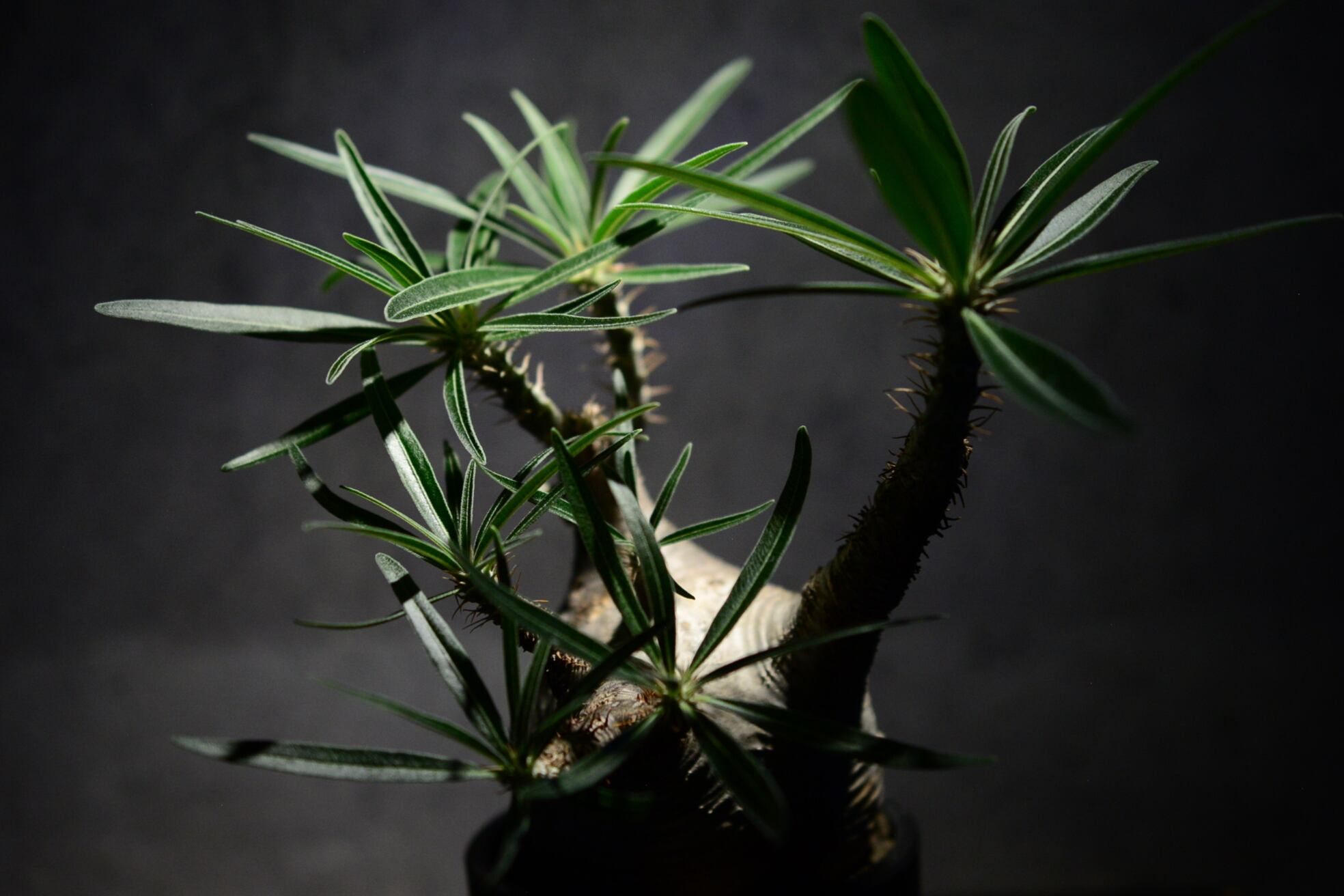 パキポディウム グラキリス 現地球〈象牙宮〉 | N collect plants