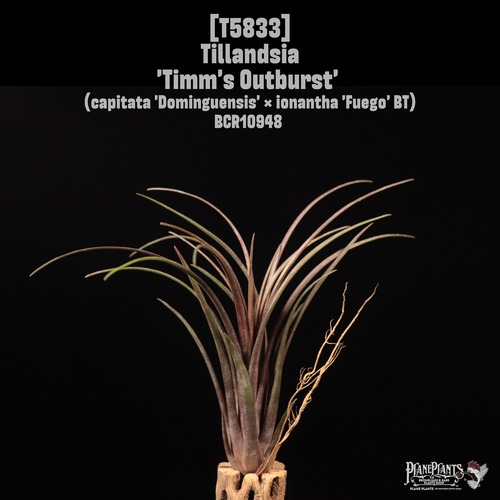 Tillandsia 'Timm's Outburst'〔ティランジア〕T5833