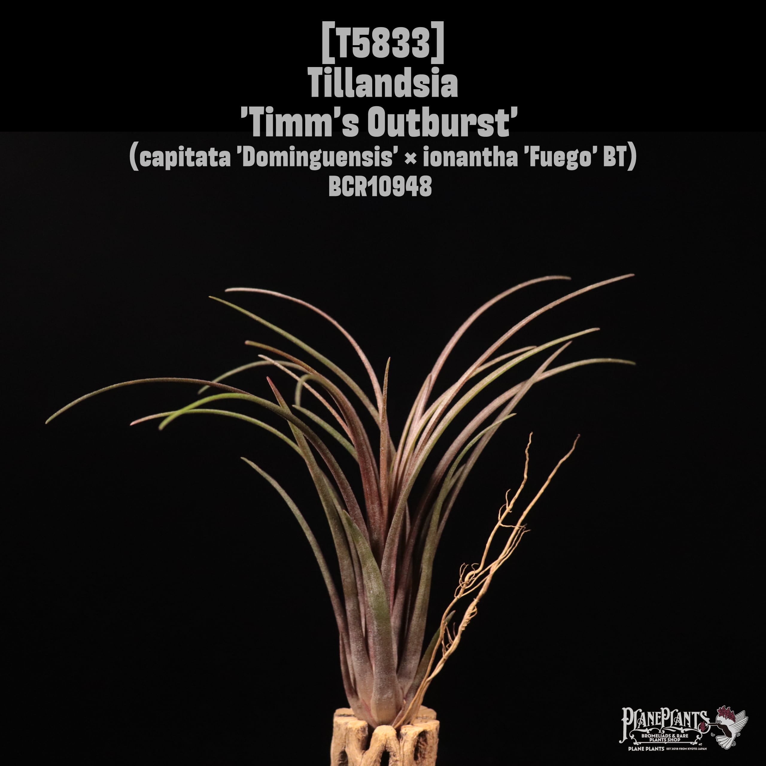 Tillandsia 'Timm's Outburst'〔ティランジア〕T5833