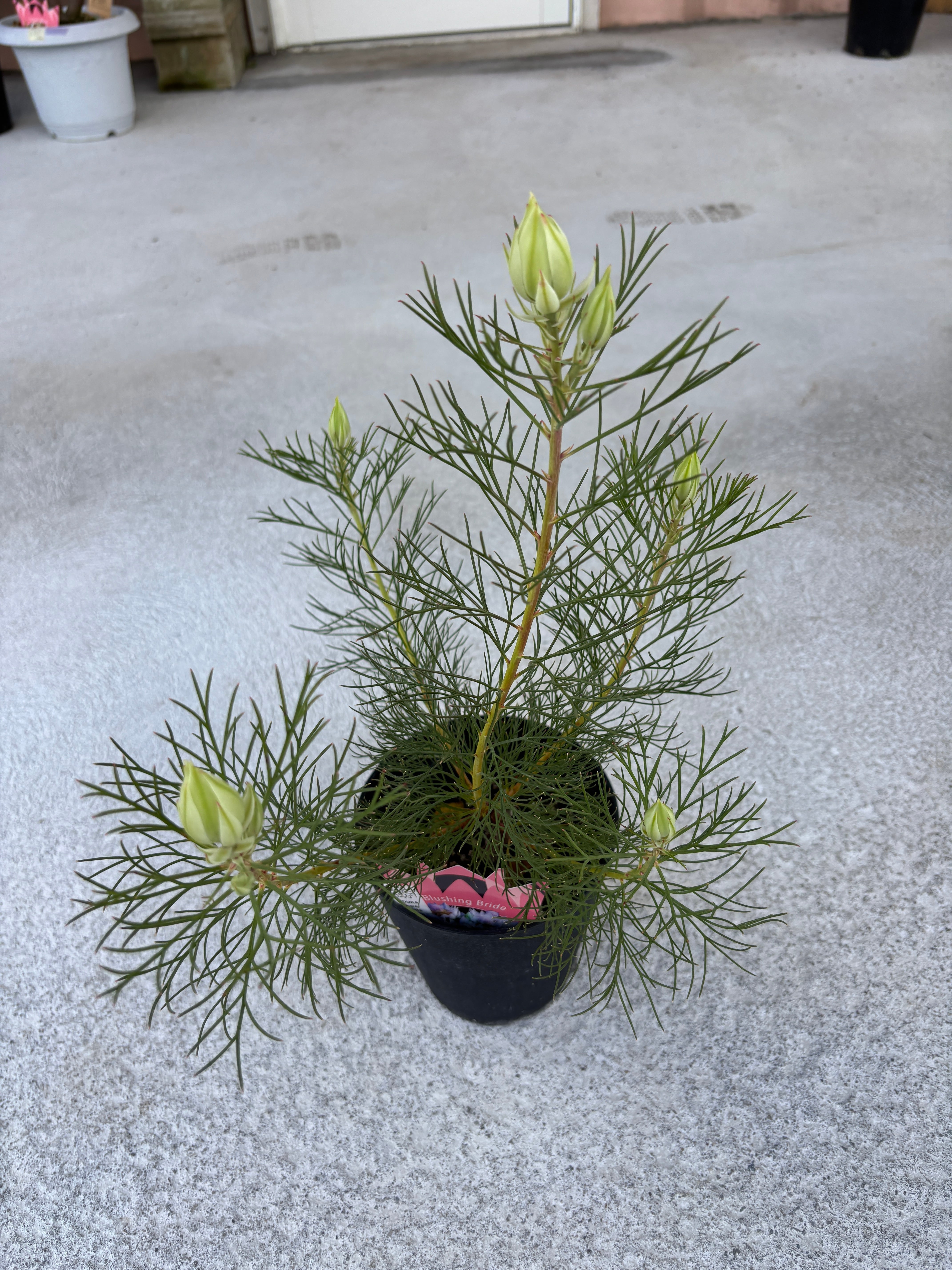 バーゼリア グリーニッシュ① | MELLOW Plants & Coffee