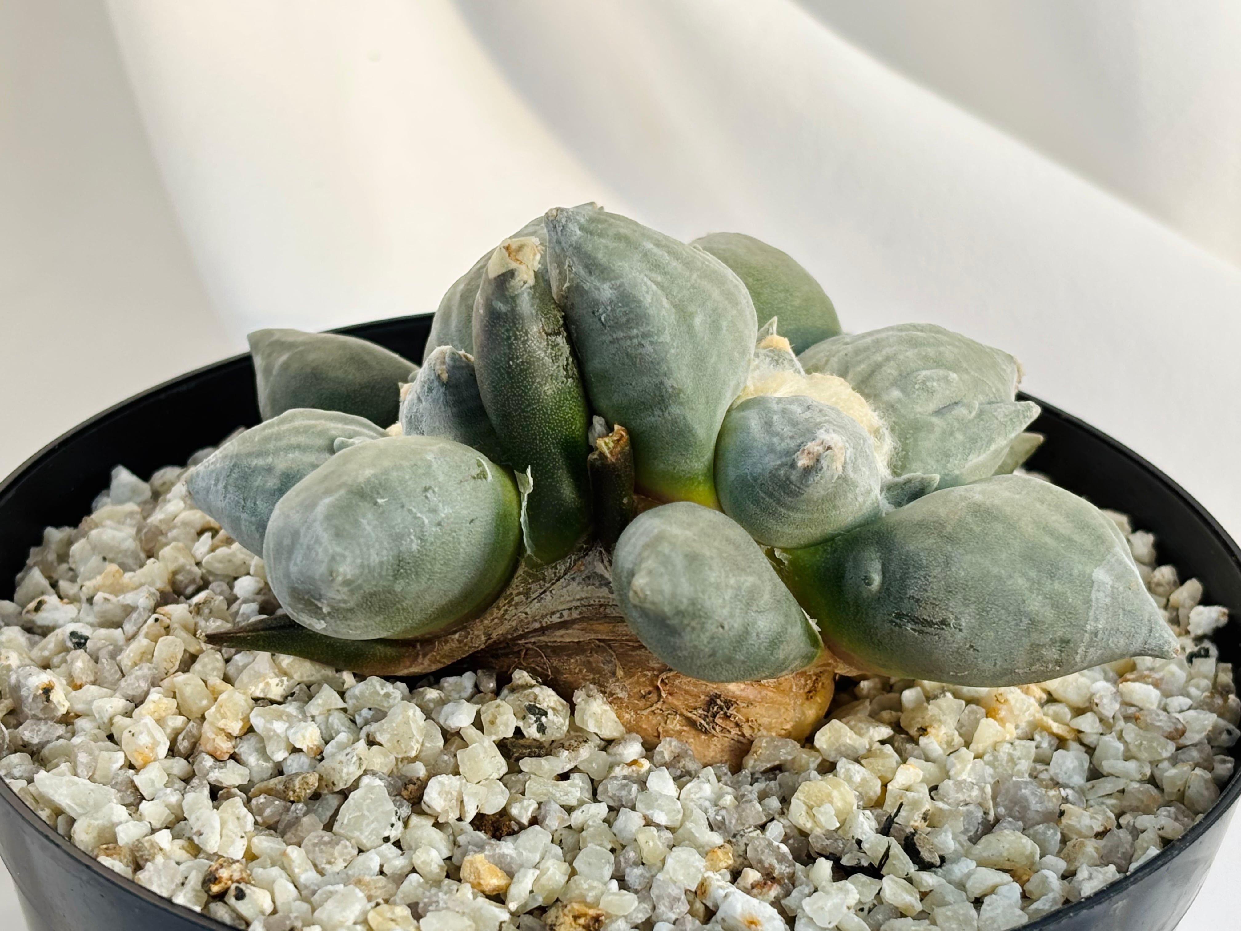 アリオカルプス 青磁モンスト 多肉植物 アリオカルプス 青磁モンスト 多肉植物 アリオカルプス 青磁モンスト