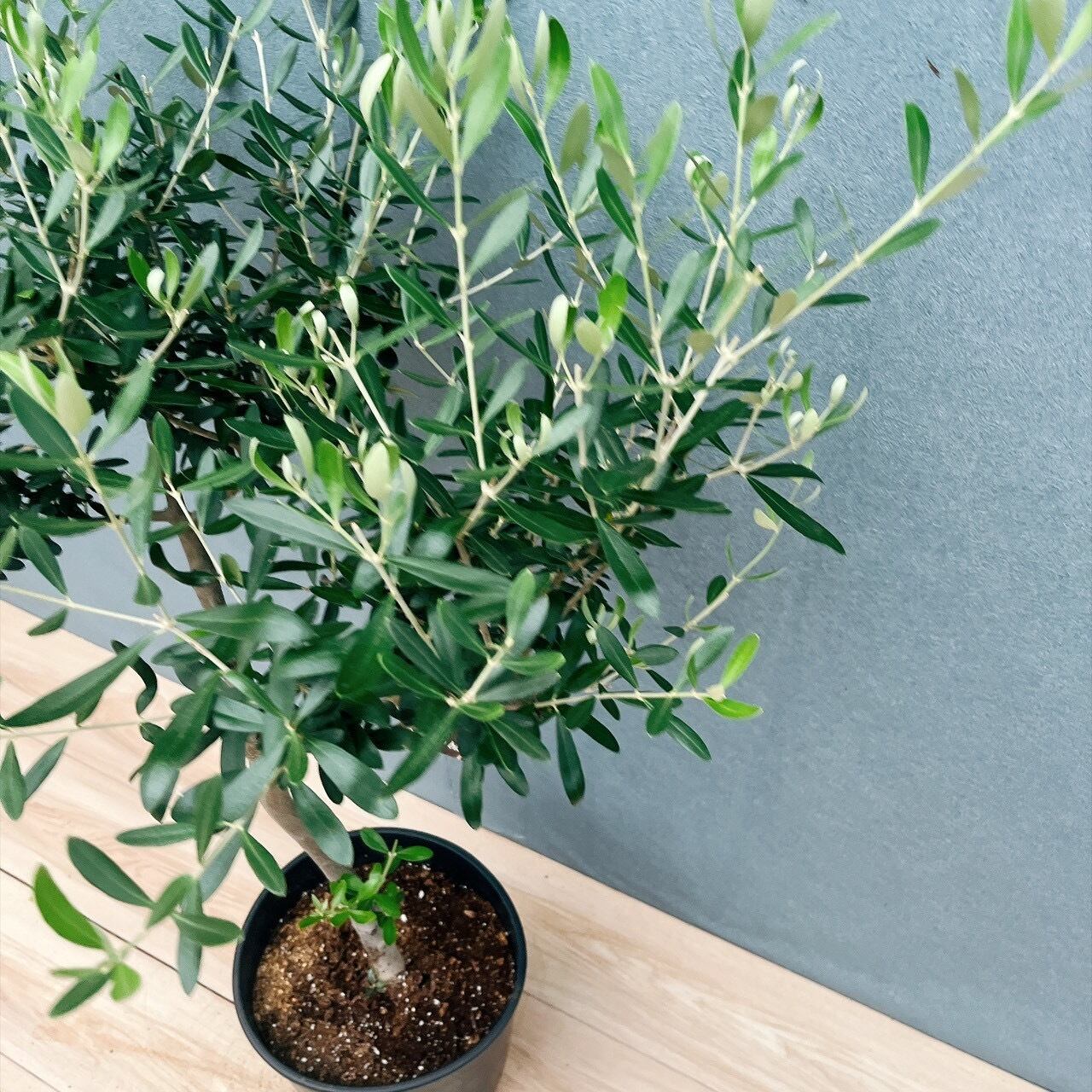 現品］14番 創樹 オリーブ ネバディロブランコ 8号 観葉植物 大型 屋外