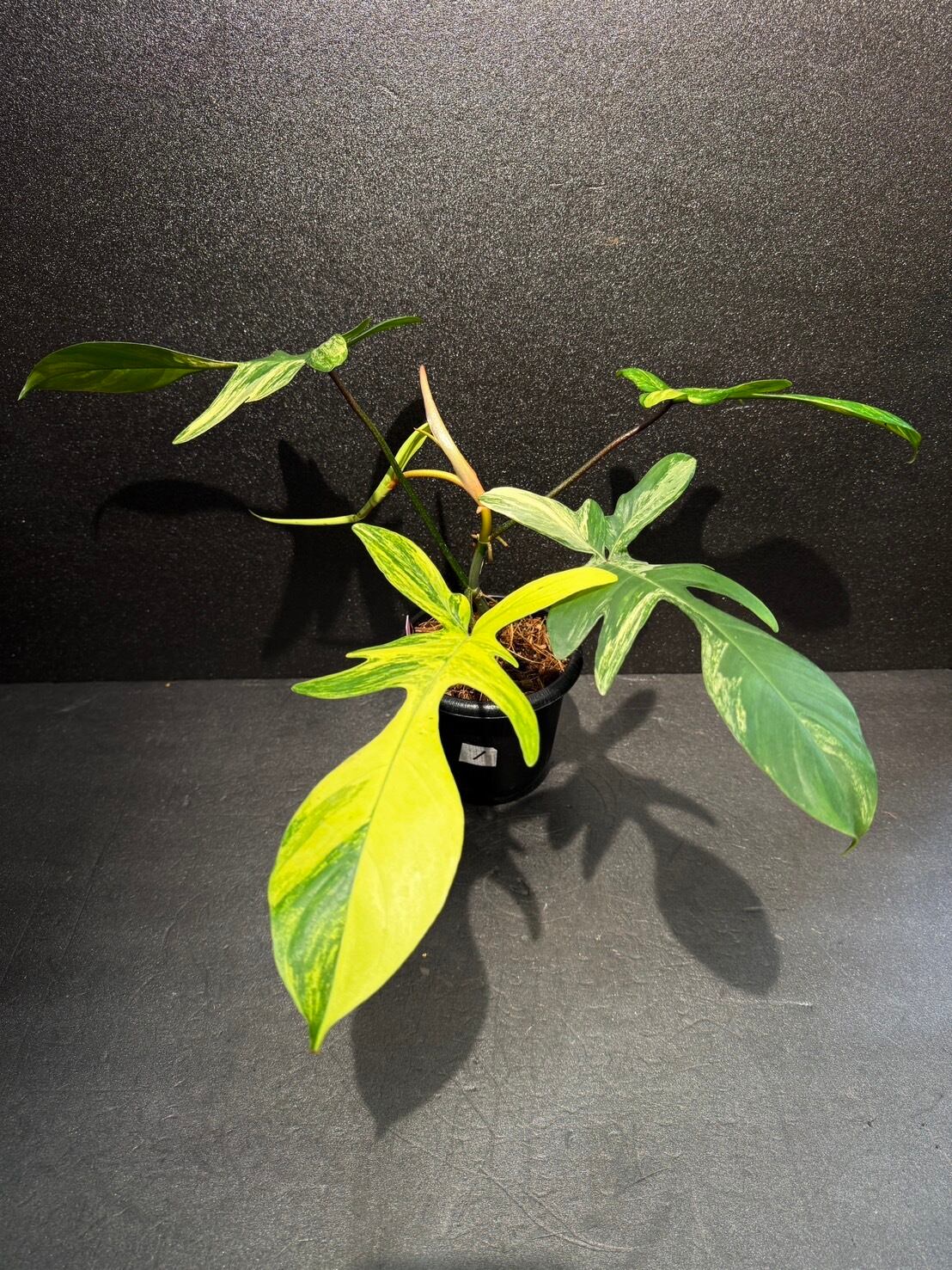 入荷特価】11/30まで大幅値引き中！ フロリダビューティ