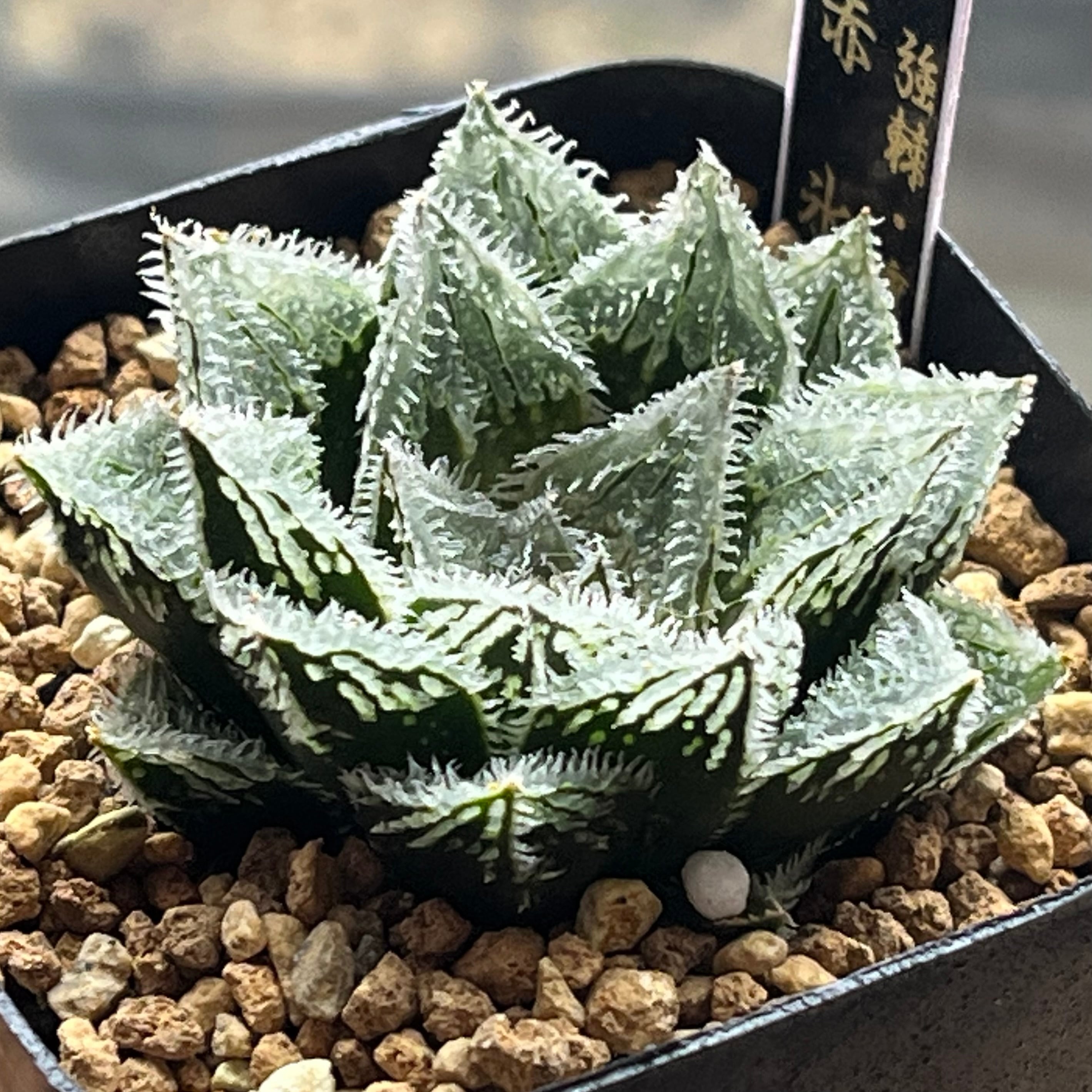 ハオルチア スターズフェアリー | mocono_plants