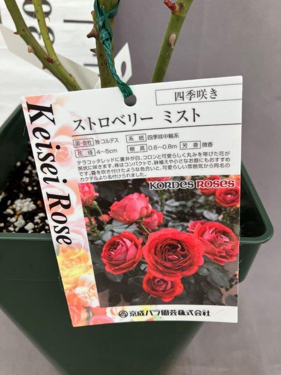 バラ苗 | 日本ライン花木センター