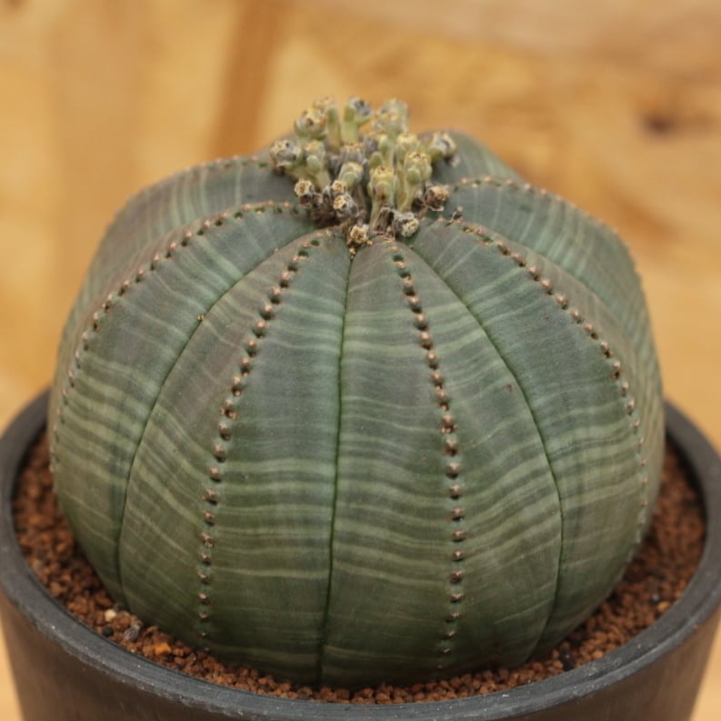 【販売済み：オベサ 図鑑】【大株!!!】直径9cm Euphorbia Obesa 雄 ...