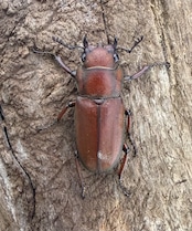 【WF1】《スズムラホソアカ ロハス産 41.5mm ペア》