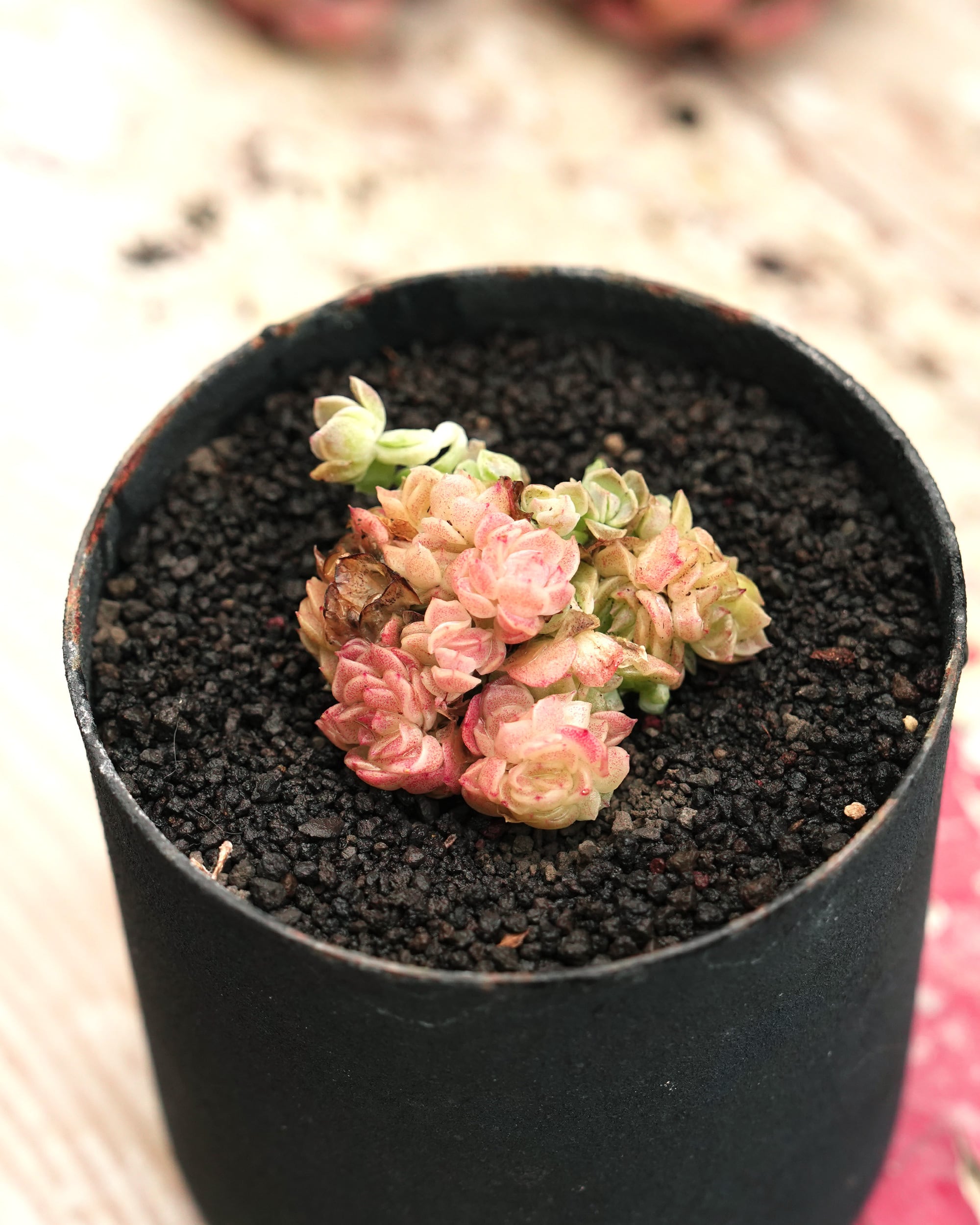NEW RELEASE | PUKUBOOK SUCCULENTS