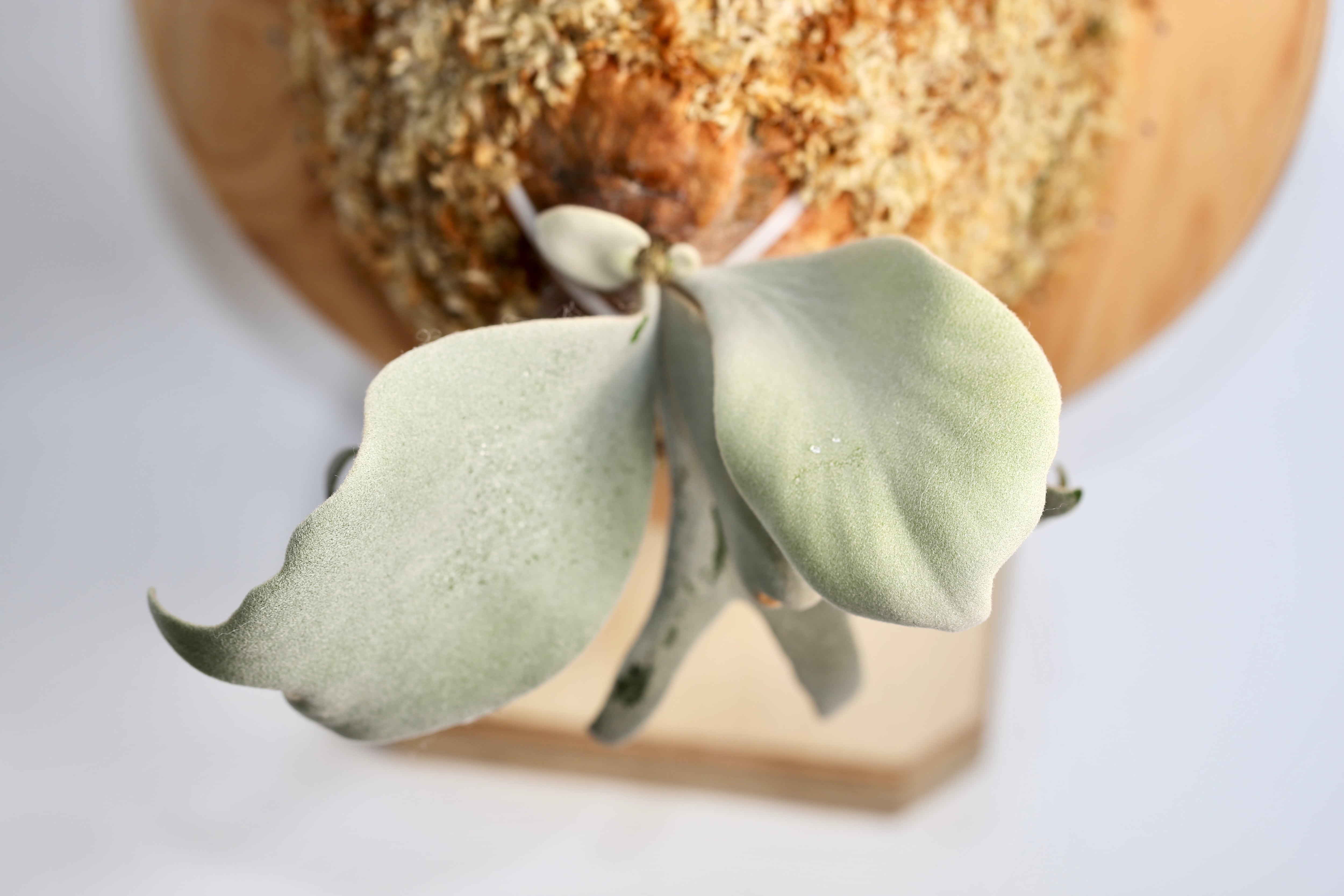 Pearl Queen Pups | P.P.Green