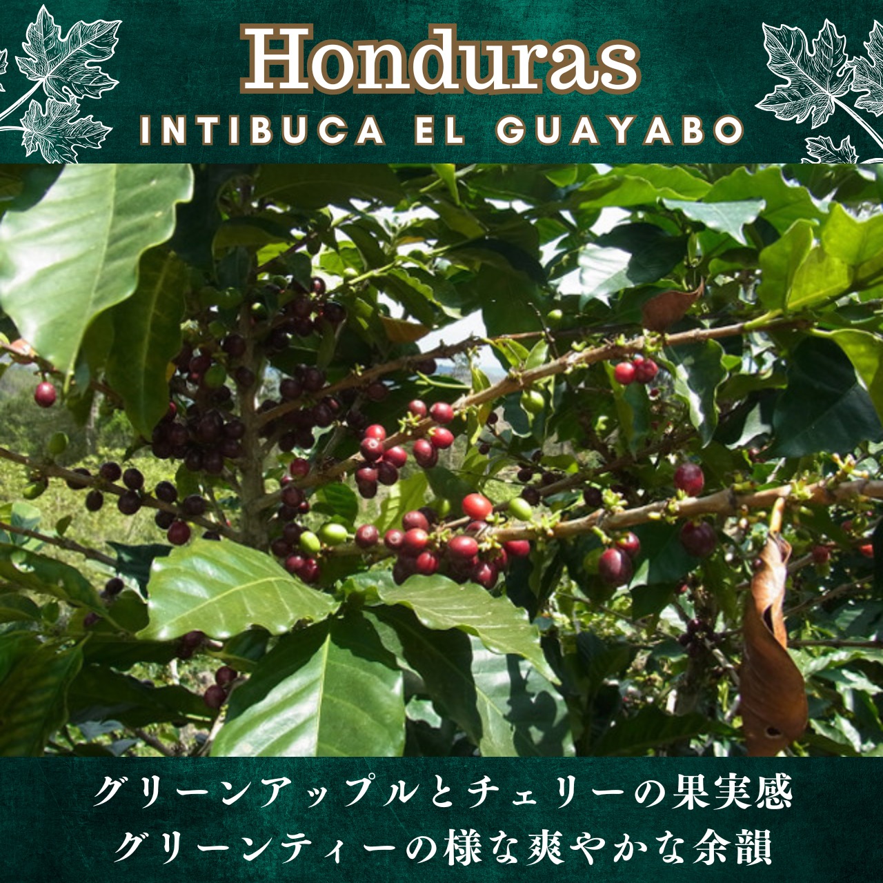 ホンジュラス【 インティブカ エル・グアヤボ農園】200g 画像1