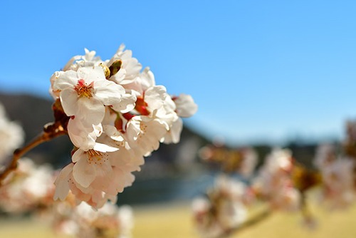 河口湖の桜 02