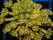 【現地買付】Goniopora FromMakassar 1