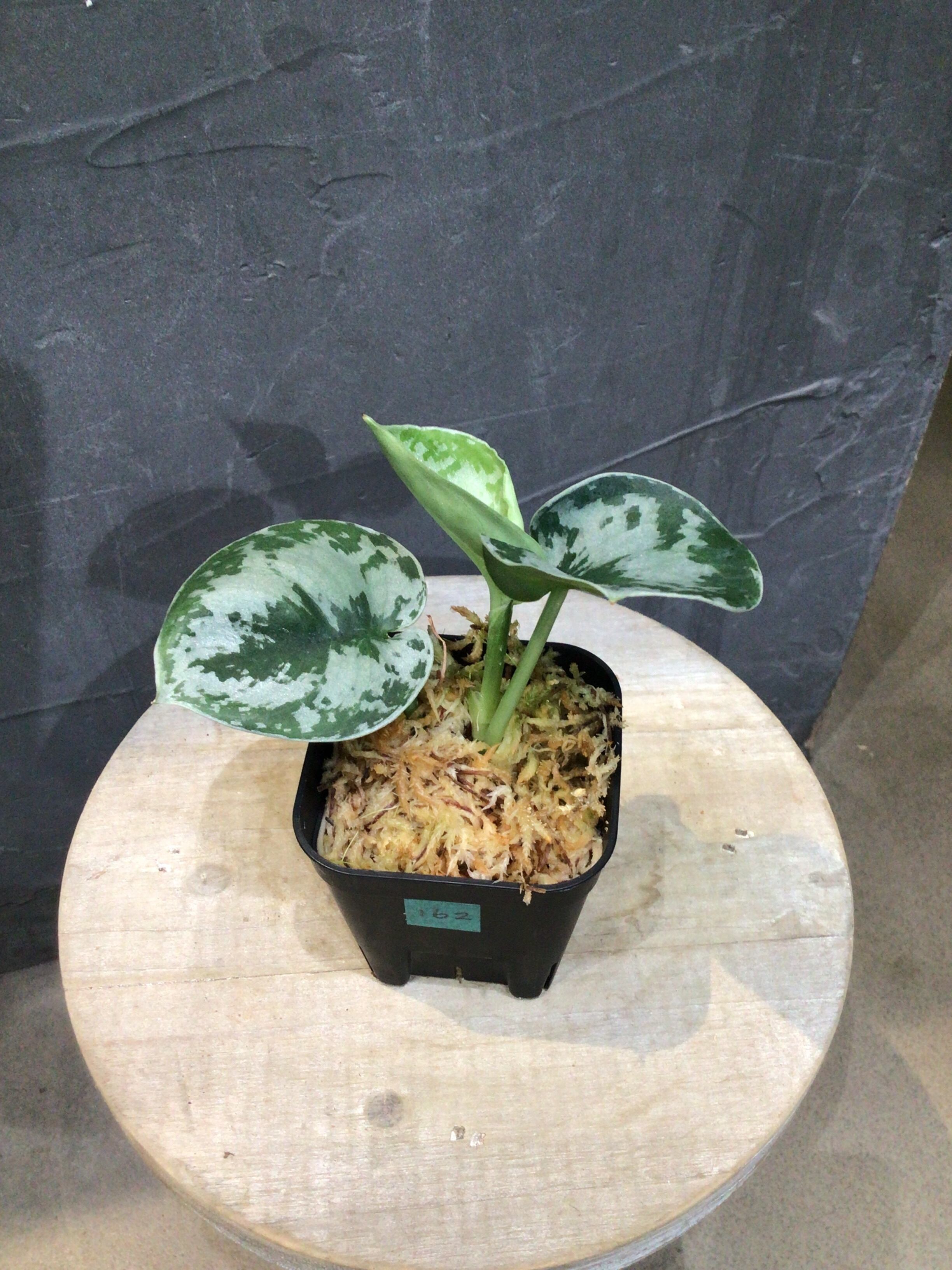 S162 スキンダプサスシルバー シエラ | MIDORIYA 観葉植物専門店