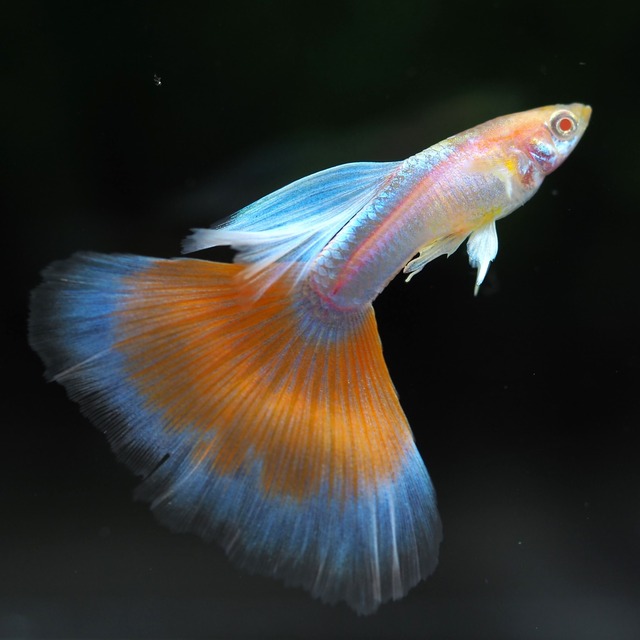 【観賞用】RREAアクアマリンレッドテールタキシード　オス4匹