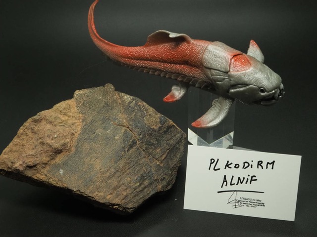 甲冑魚の化石【板皮類】モロッコ王国産/ダンクルオステウス/リノテウス/ティタニクティス