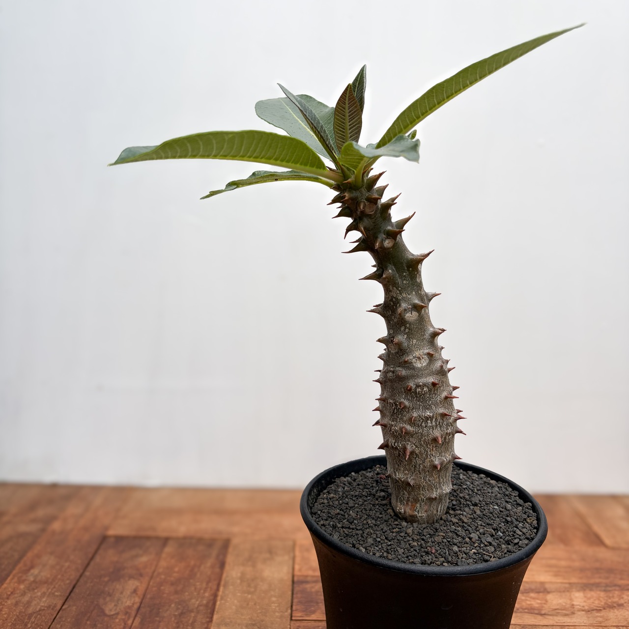 Pachypodium baronii【パキポディウム・バロニー・実生】