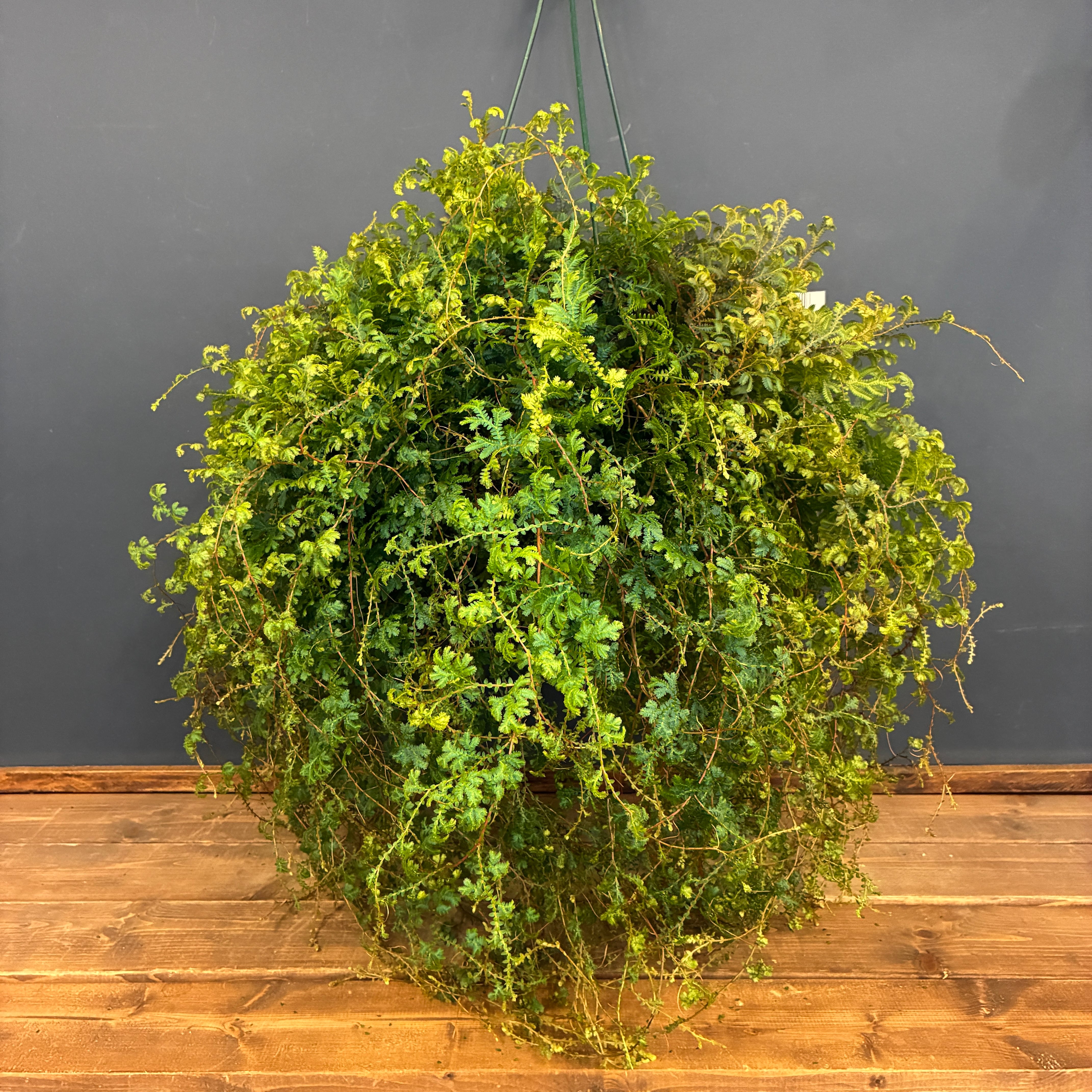 塊根植物 | PROTOLEAF プロトリーフ